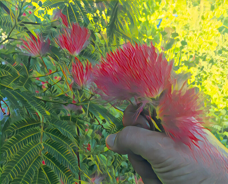 Mimosa The Happiness Tree