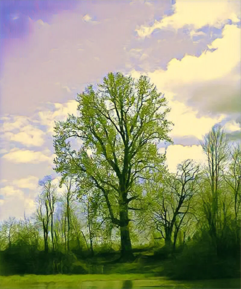 Black Cottonwood