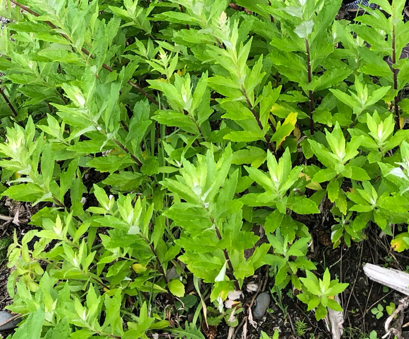 olivenbaum düngen ab wann Olivenbaum Dünger von Flora Boost main image 1
