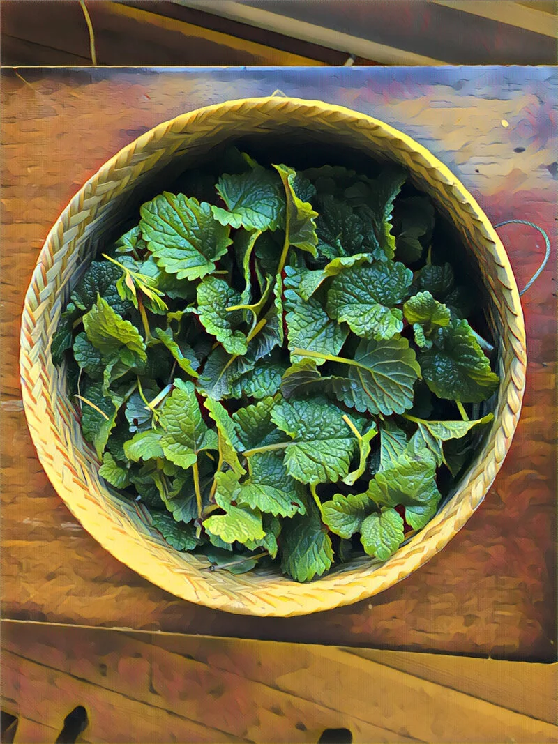 Lemon Balm