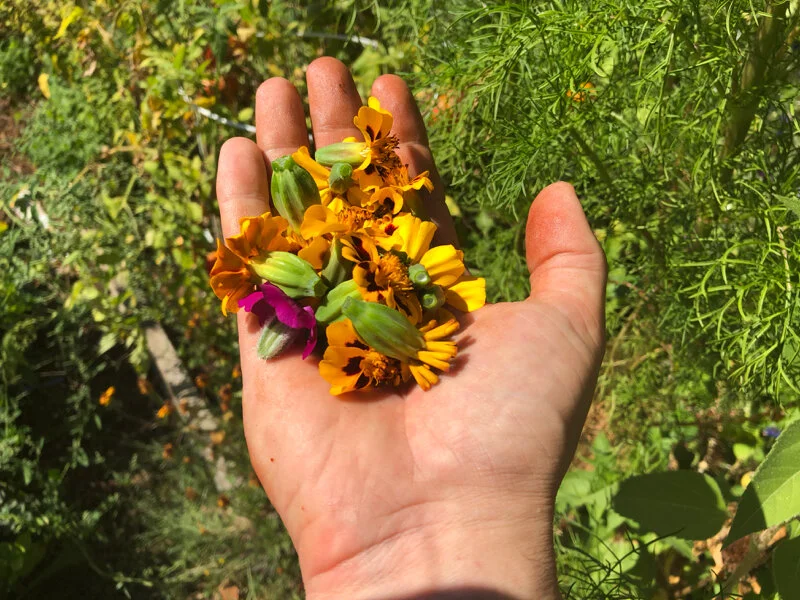 Herbal Protocols for Emotional Wellbeing