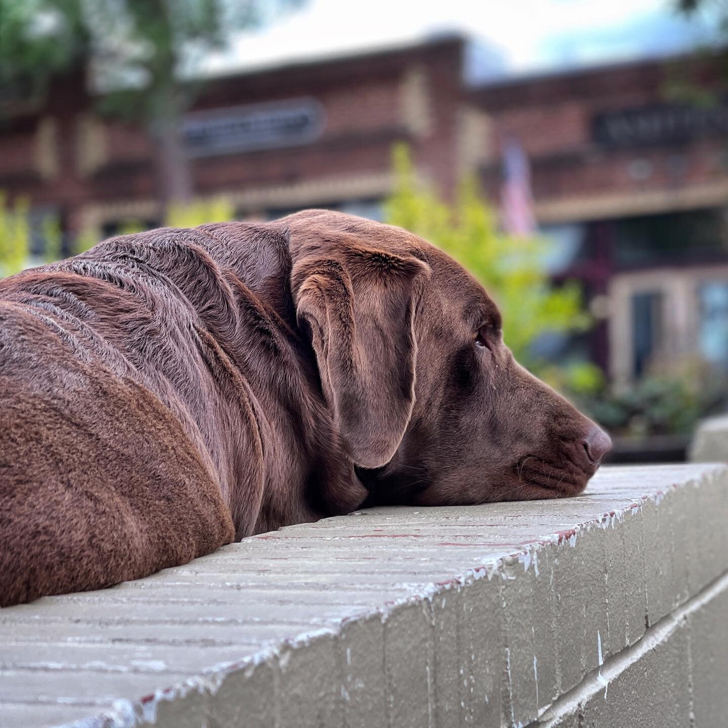 I'm suspicious of people who don't like dogs, but I trust a dog when it doesn't like a person.
➖
#brutus #dogslife #publife #downtownsouthernpines #odonnellspub #southernliving