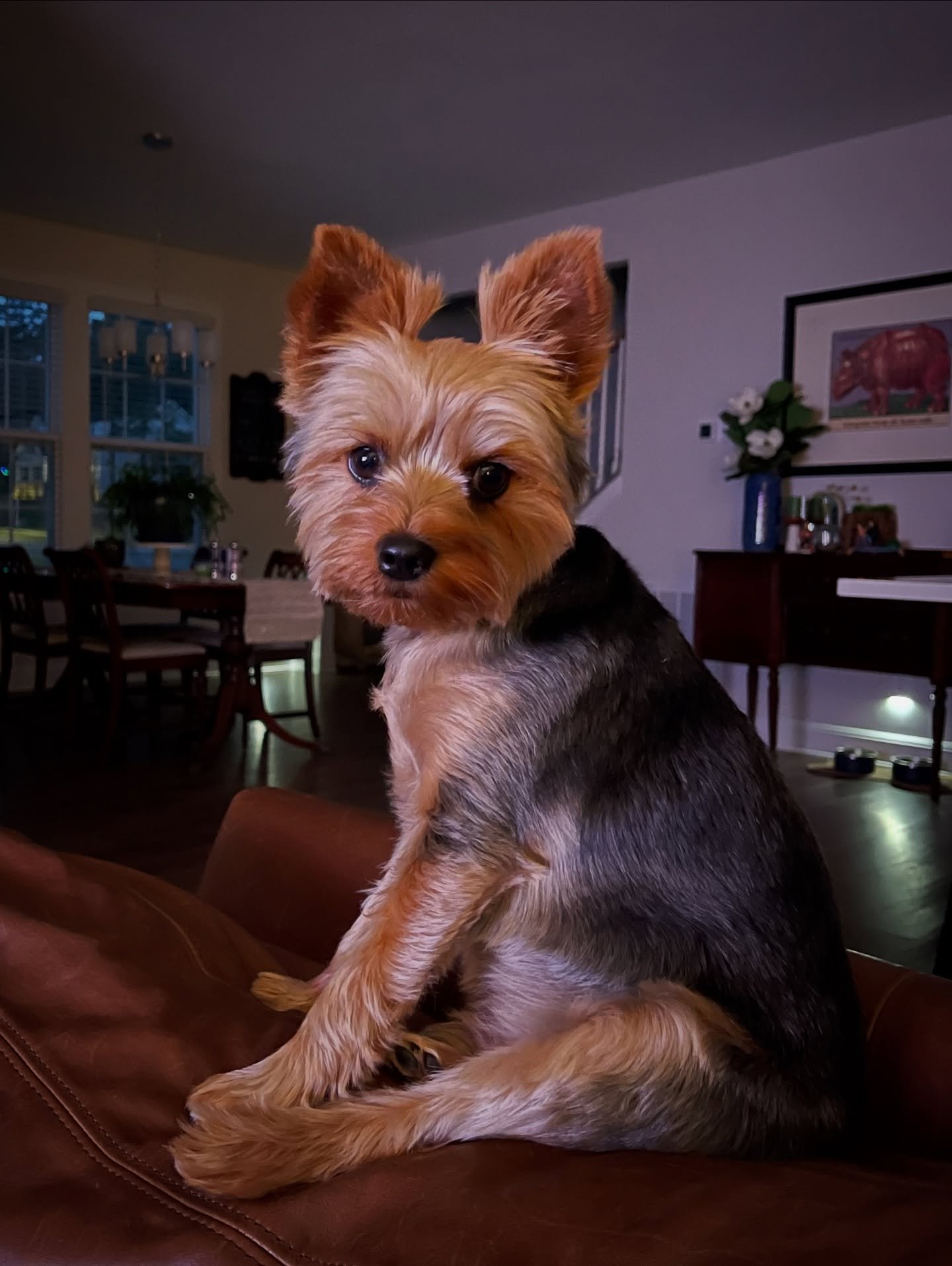 Can&rsquo;t believe it&rsquo;s already been two years!  Here&rsquo;s to many more with Oscar, his Royal Highness Smooshface, King of Traywick, The Moosh. 
➖🐾➖
#oscarswildlife #moorecountync #southernpines #yorkiesofinstagram #yorkielife #happypuppyh