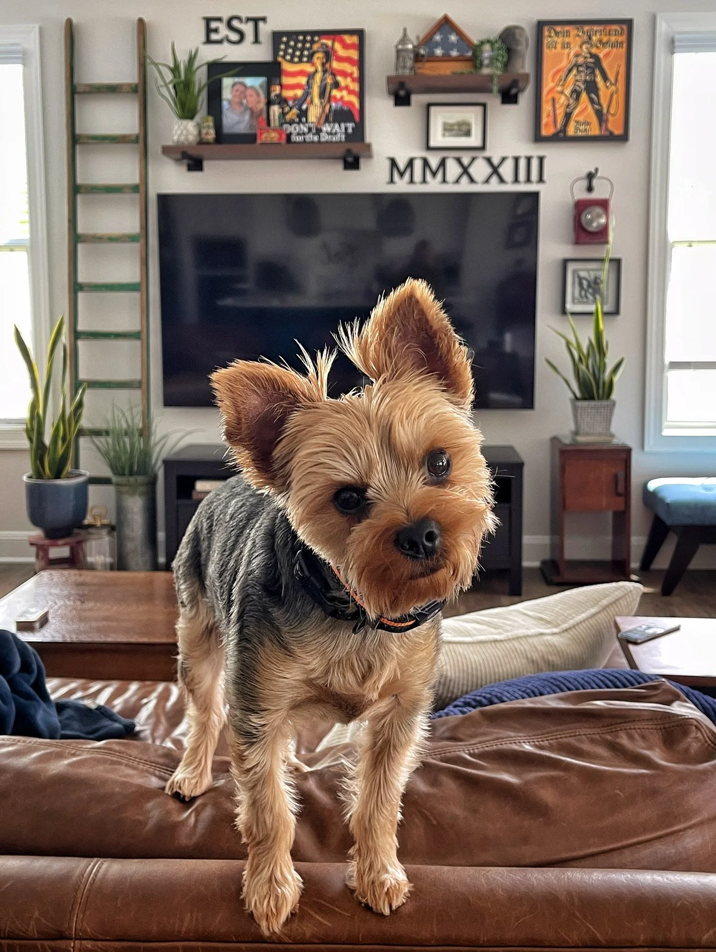 Happy #internationaldogday from this silly boy!
➖
#yorkielife