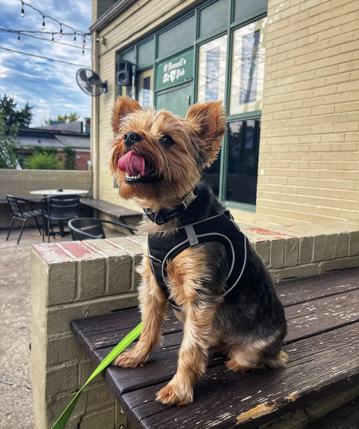 This little nugget&hellip;&hearts;️
➖➖➖
#yorkielife