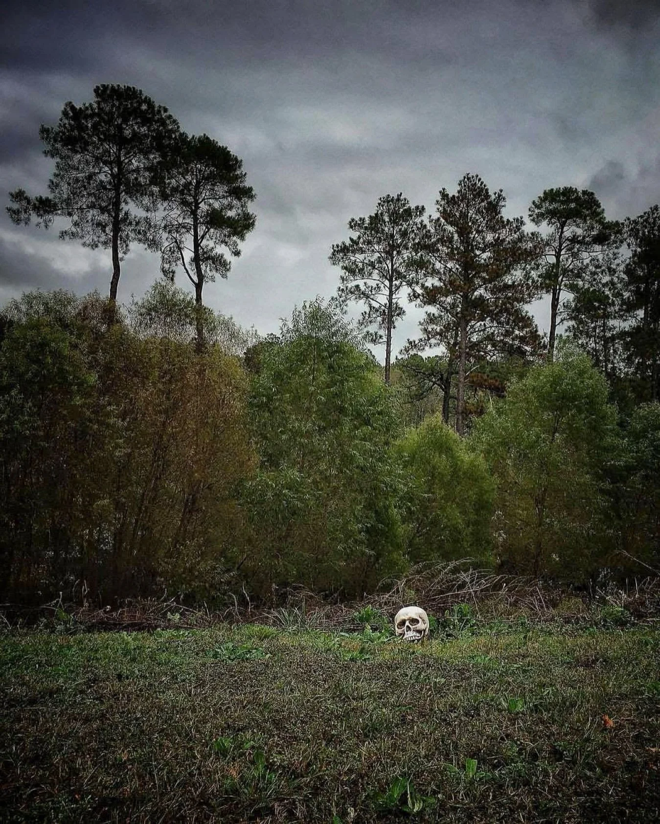 The boundaries which divide Life from Death are at best shadowy and vague. Who shall say where the one ends, and where the other begins? 
➖
#edgarallanpoe 💀🐦&zwj;⬛