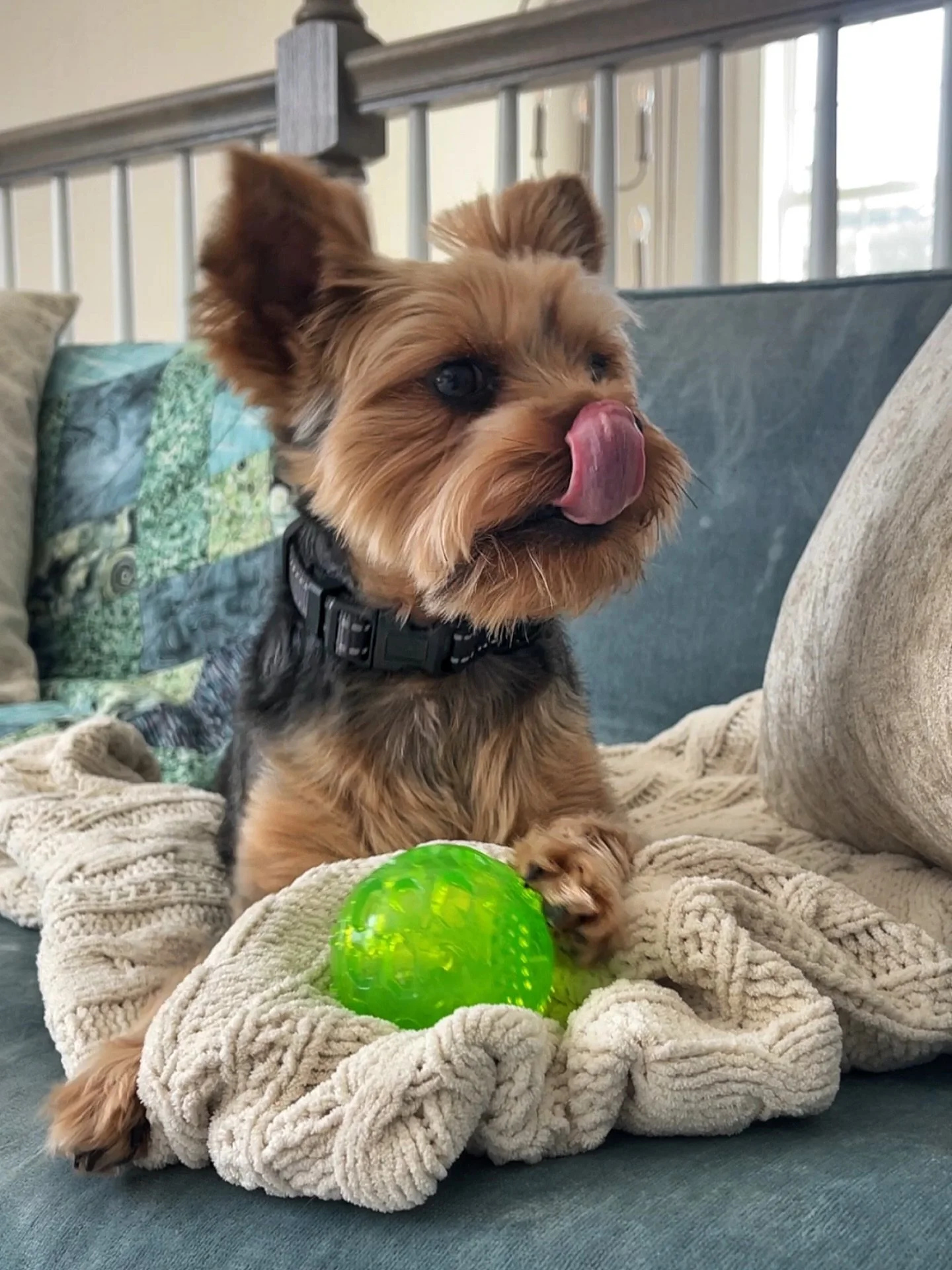 This guy always keeps me giggling&hellip;
➖
@sitrep_oscar #yorkielife