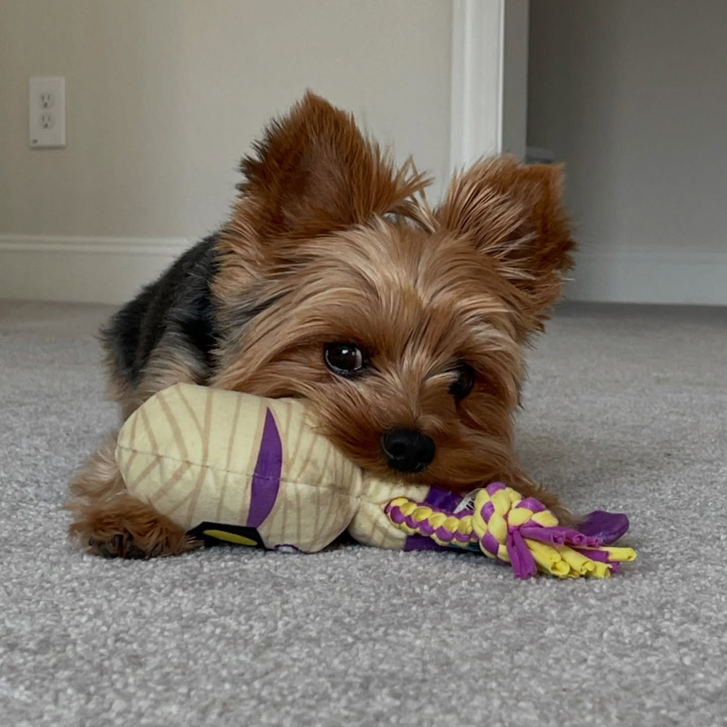 This Dude &hearts;️
➖
National Love Your Pet Day&hellip;Is Every Day!