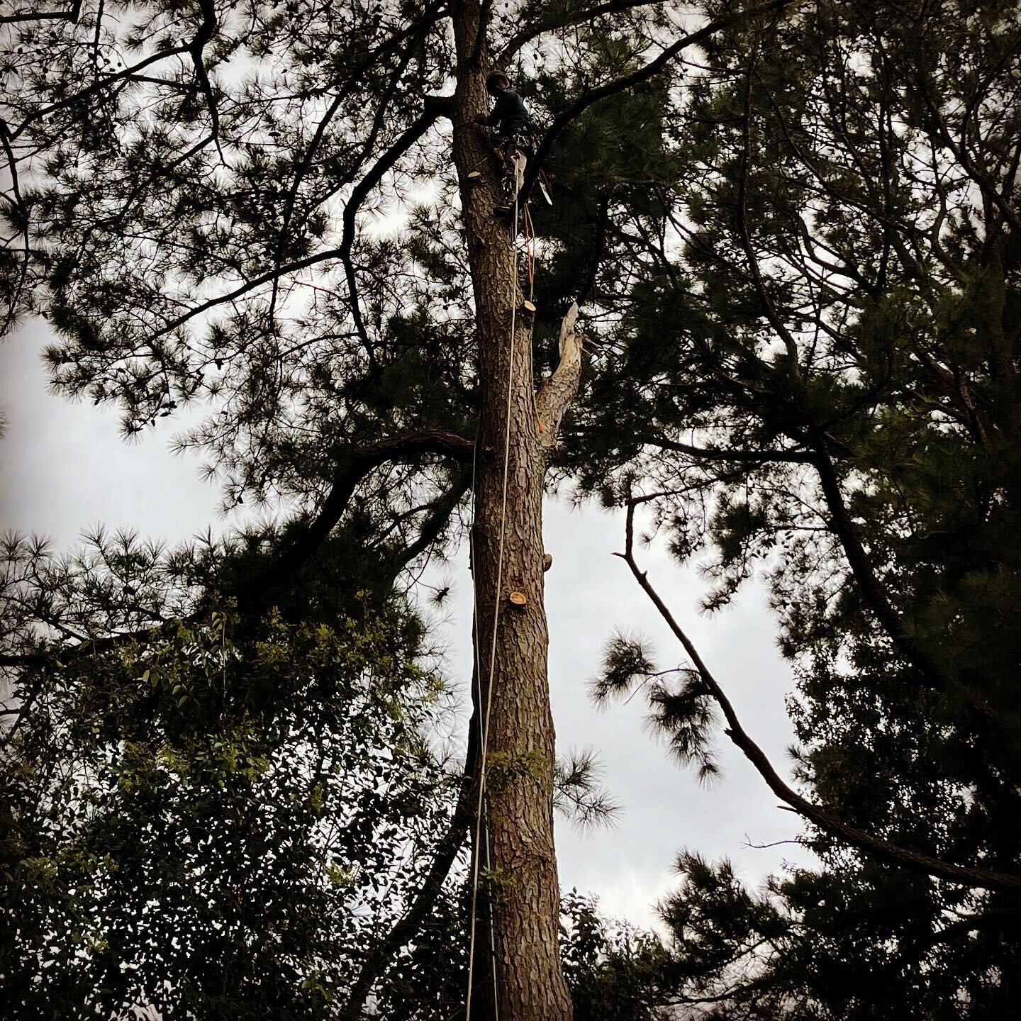 Some lower limb pruning to protect a good dudes house