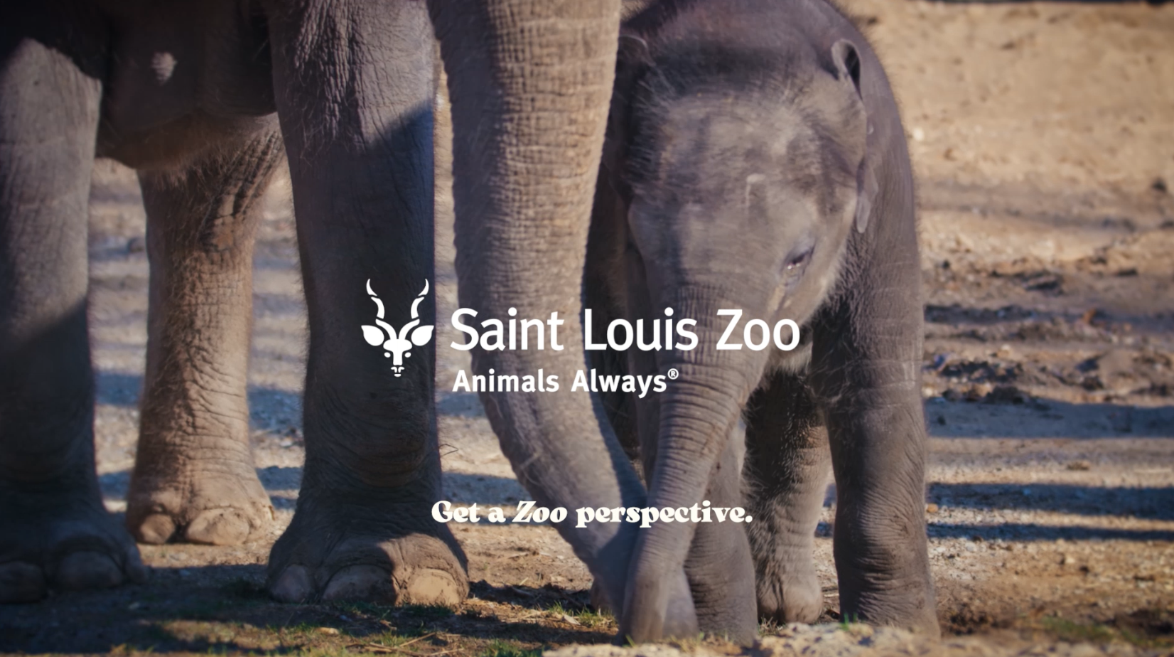 STL ZOO