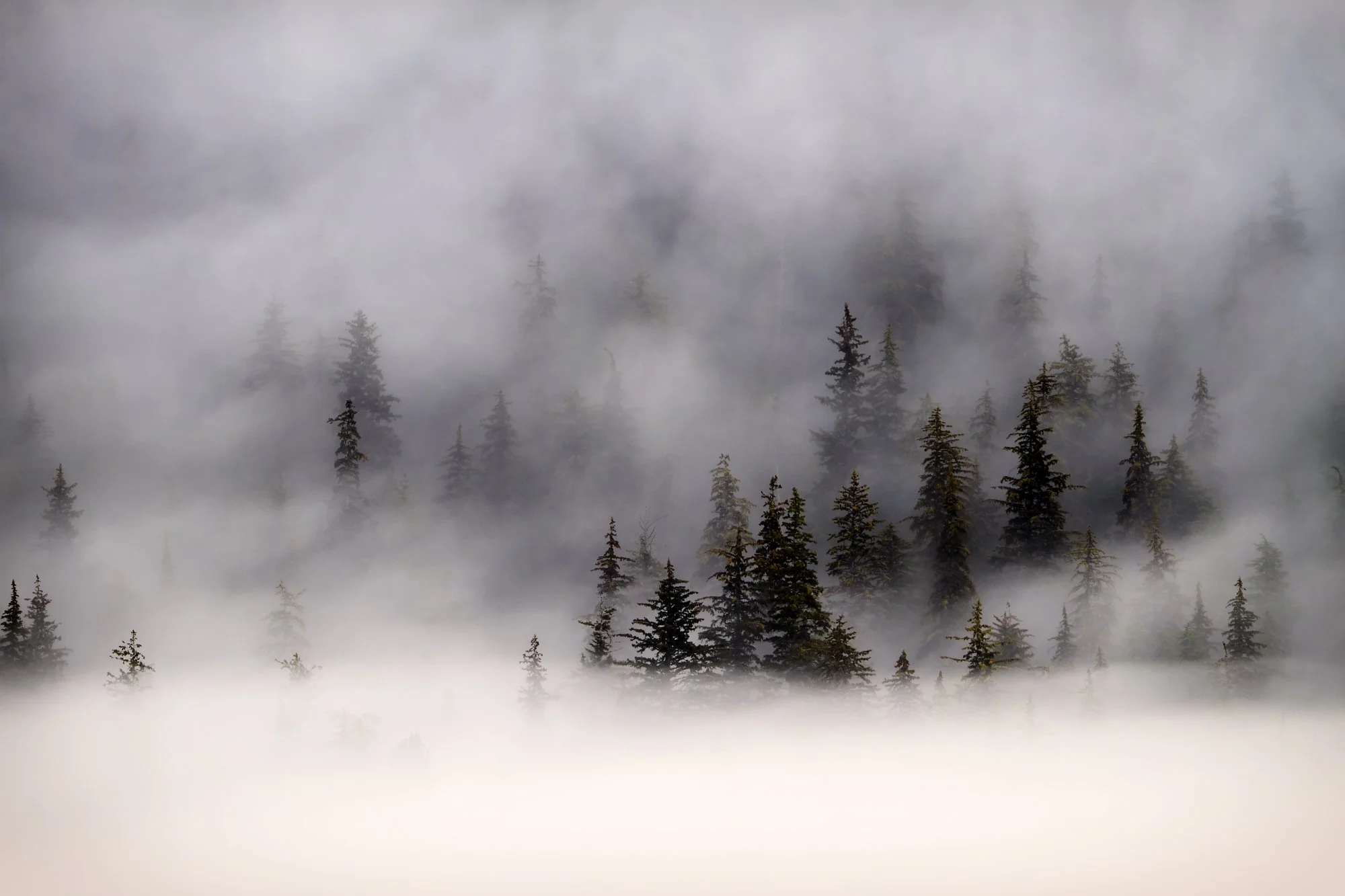 Alaskan pines in the early evening fog
