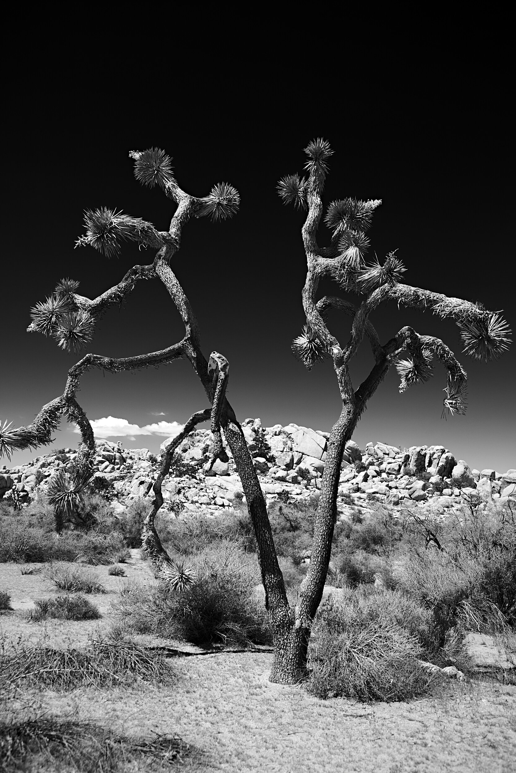 Joshua Tree National Park, California 