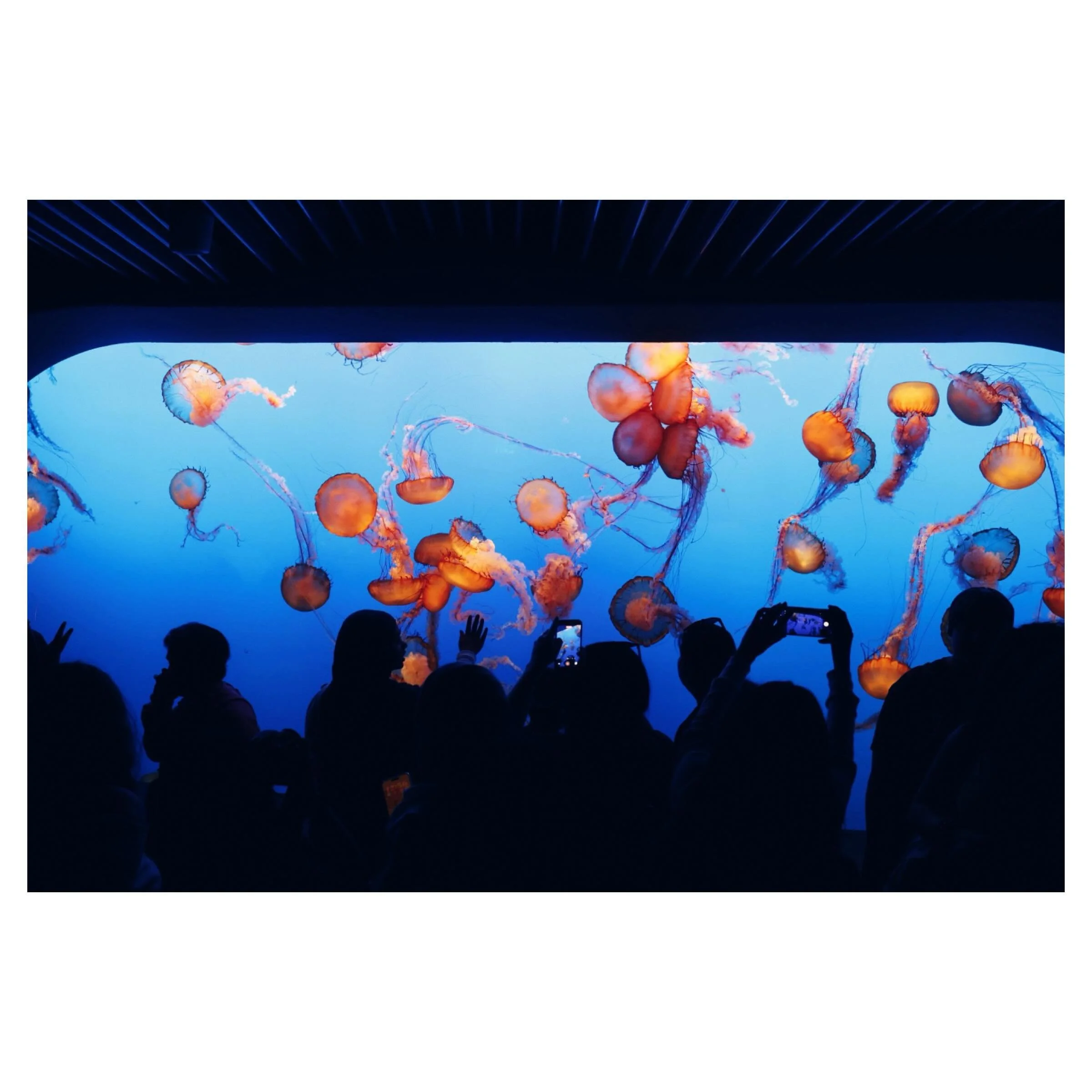 Monterey things including a baby lobster, some sardines, and people enjoying jellies. Canon R8 and RF35/1.8. #montereybayaquarium #andymcroryphoto #canonr8 #roadtrip2026 #centralcoast