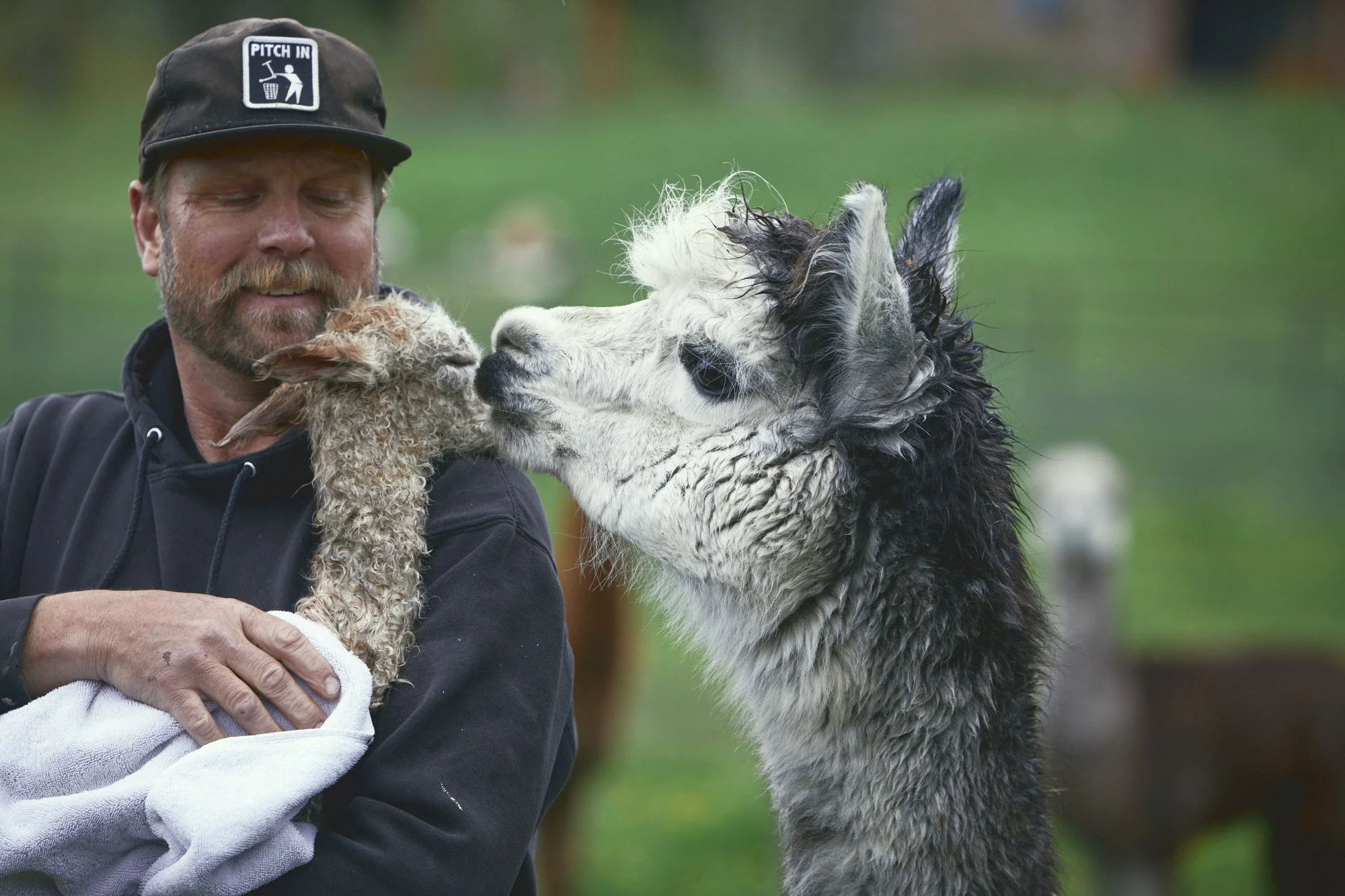 Baby alpaca (cria) at Haskill Creek Farms, Whitefish, Montana