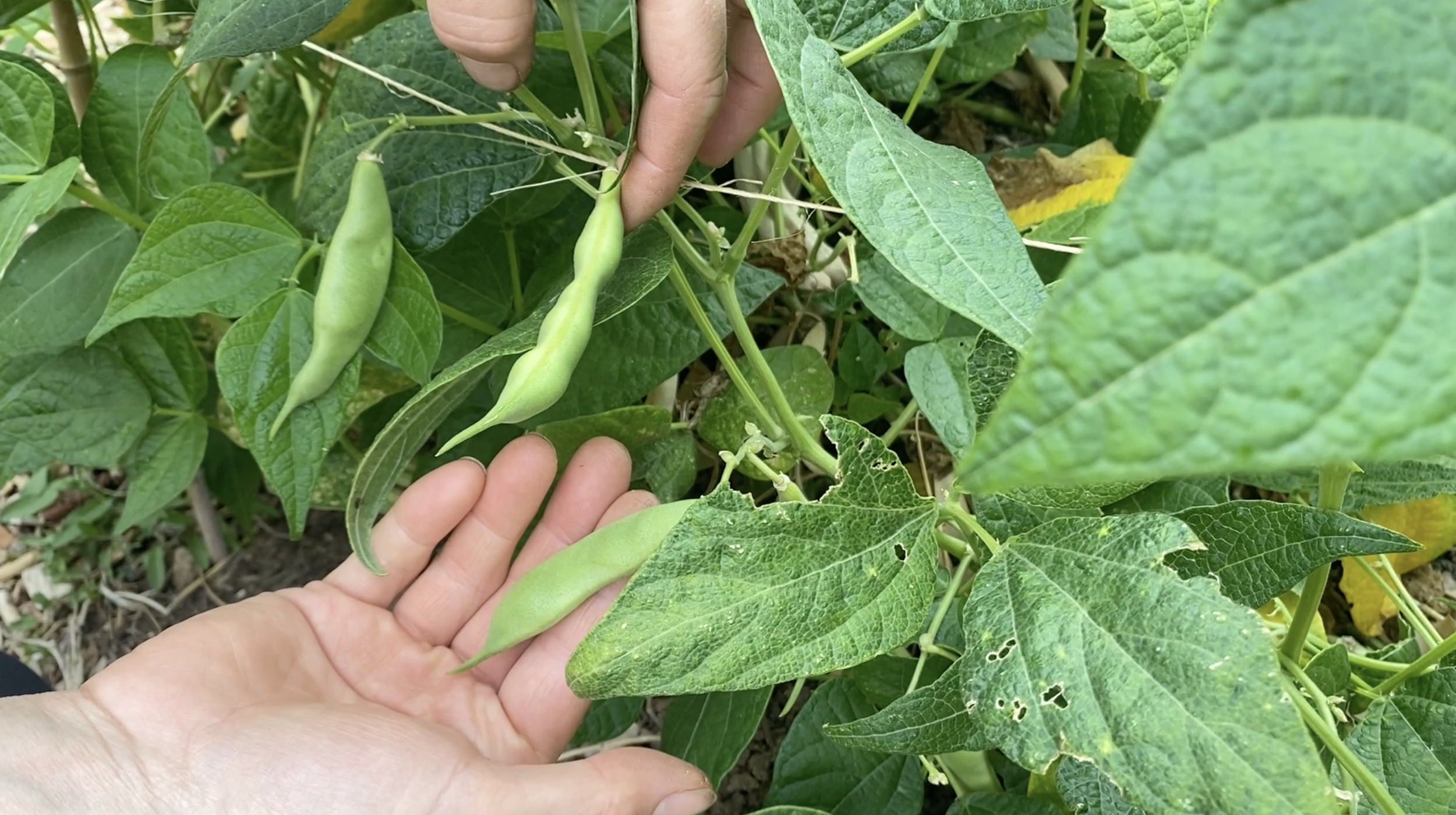 Screenshot 2024-01-05 at 3.30.03 PM.png