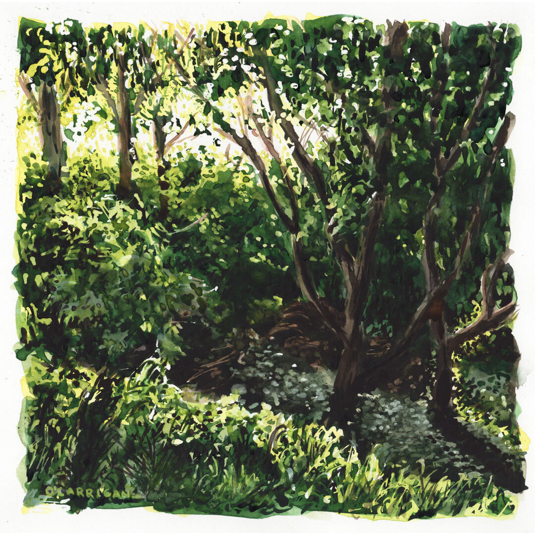 OCarrigan-A_Shared_Path-10-tangled-backlit-leaves-early-morning-summer-1080px.jpeg