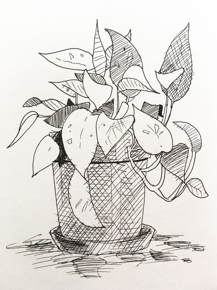 Ink line sketch of a pothos houseplant. Artwork © Simon O'Carrigan, 2022.