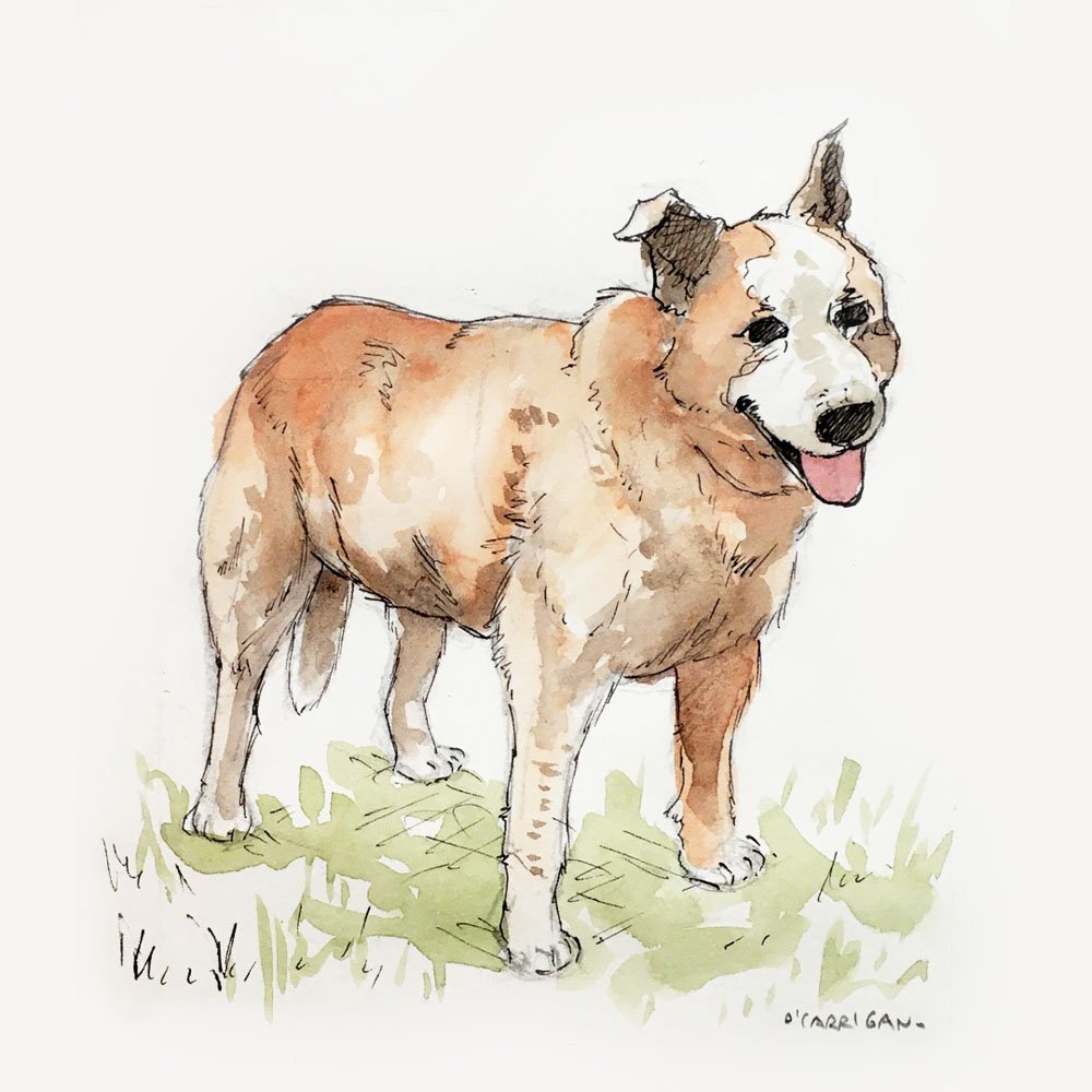 Ink pen and watercolour portrait of 'Ruby', a red heeler dog. © Simon O'Carrigan, 2022.