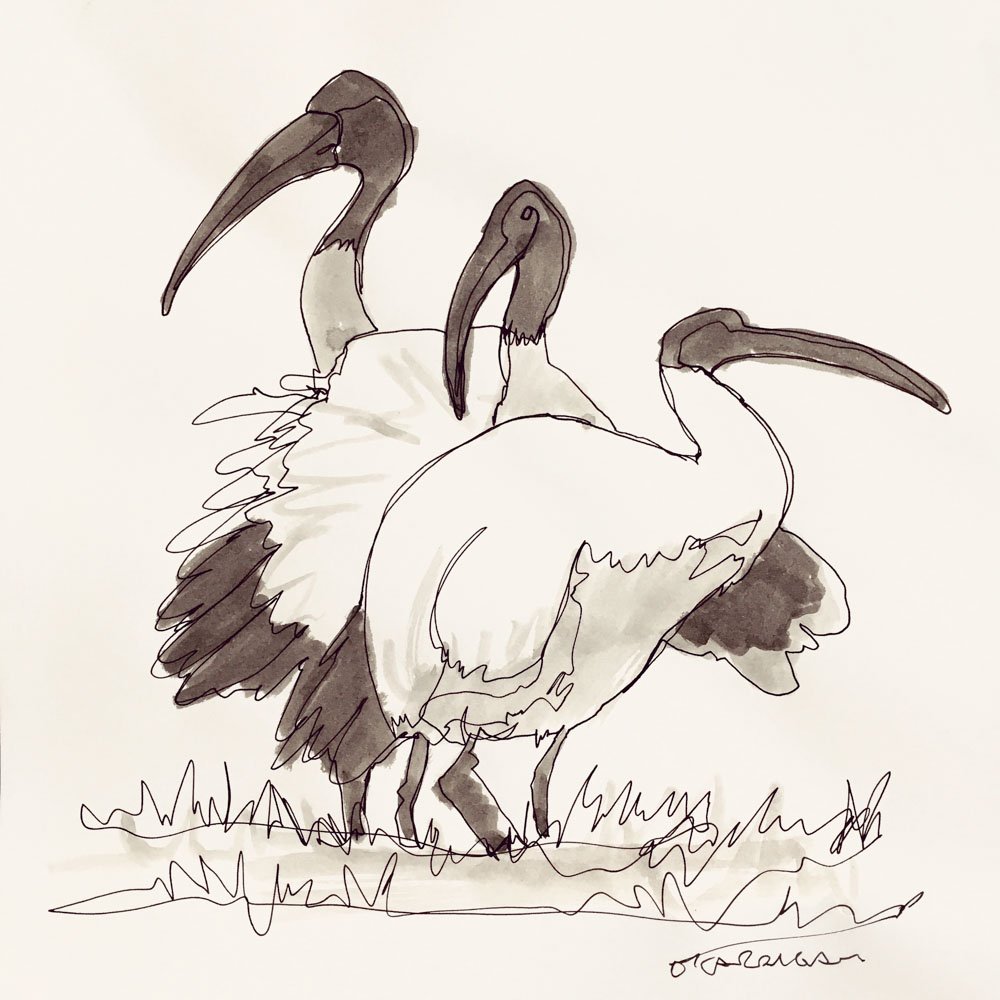 simon_ocarrigan-sketchbook-animals-125.jpeg