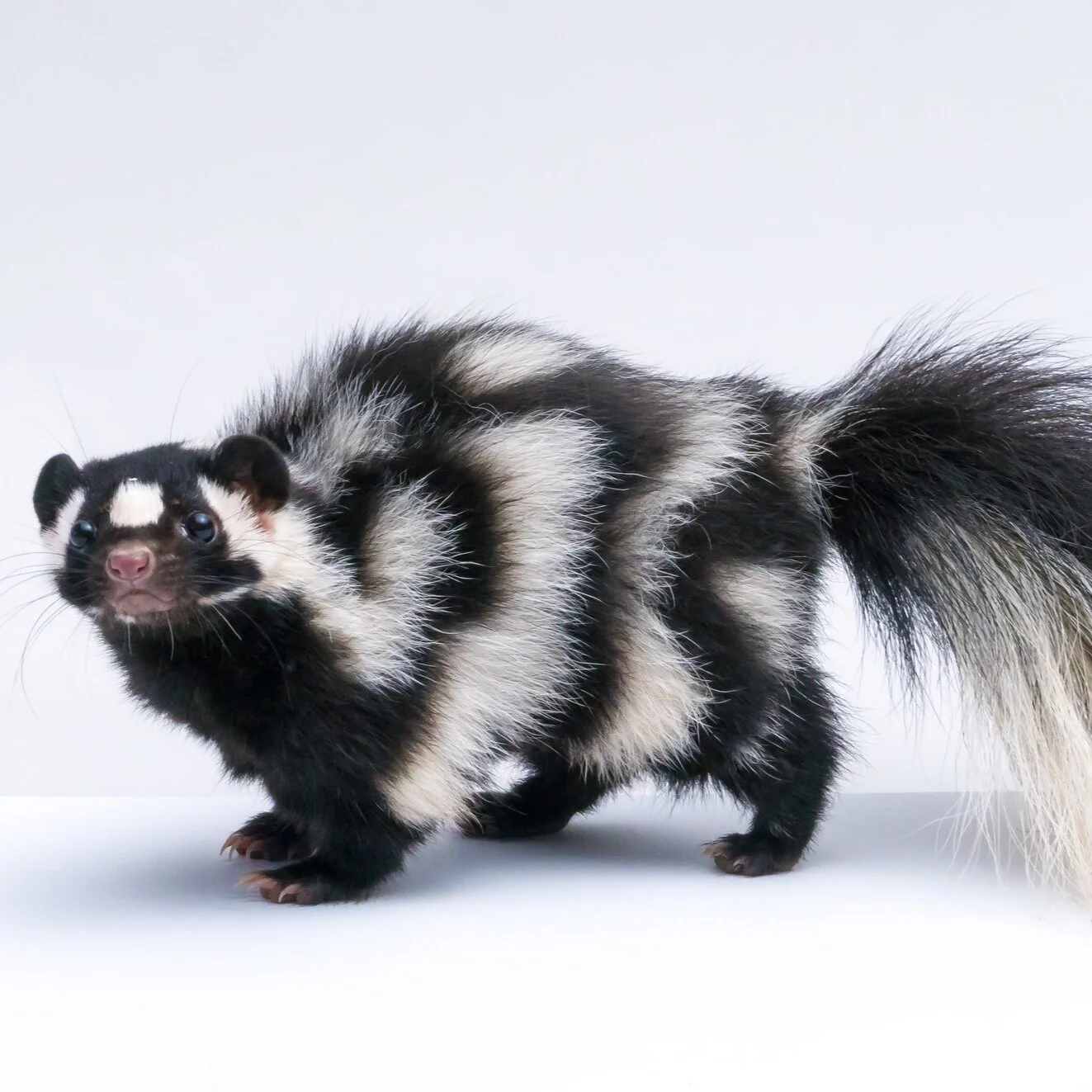 Pepe Le Pew Needs Love Too