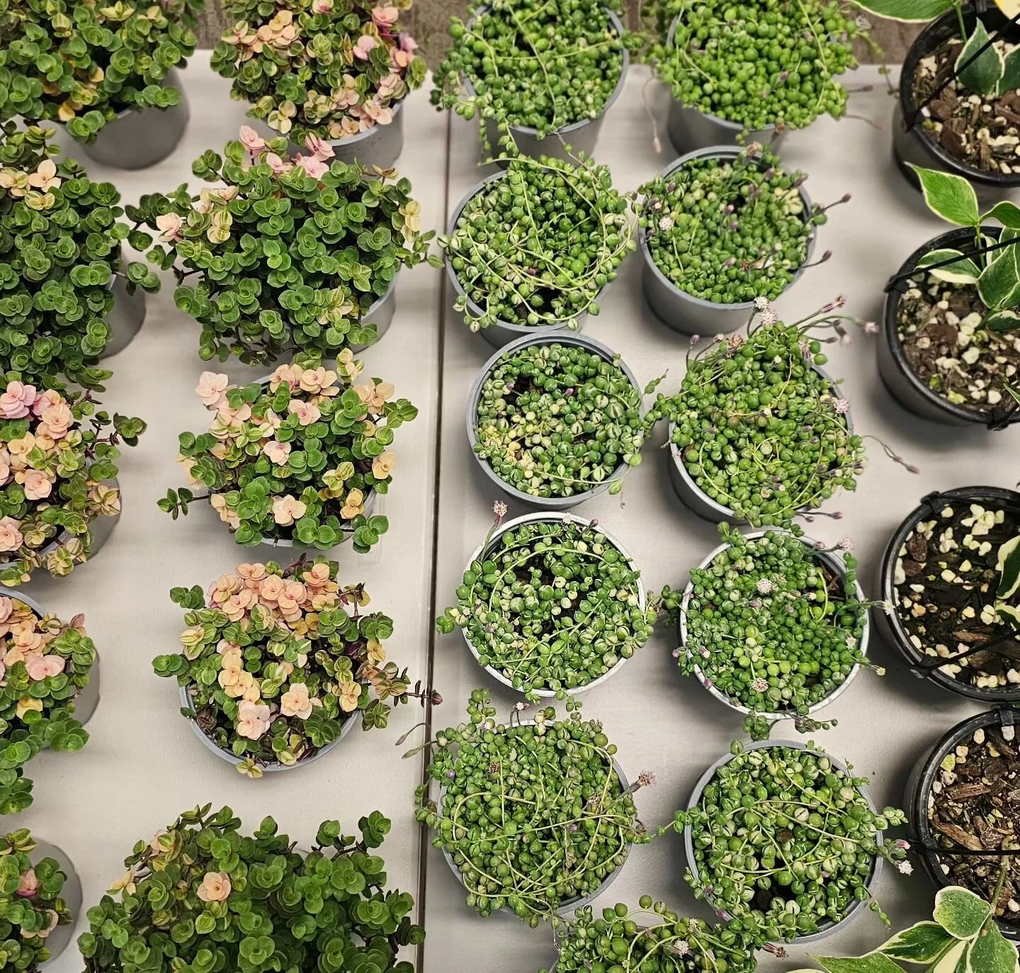 Plant Fest Tauranga Plant Fest 2024 Indoor Plants NZ House Plants NZ