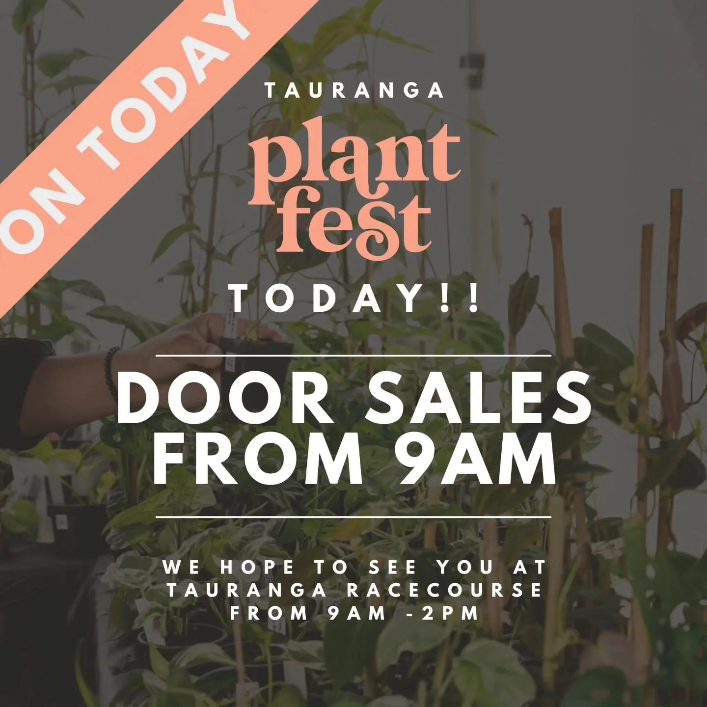 Plant Fest Tauranga Plant Fest 2024 Indoor Plants NZ House Plants NZ