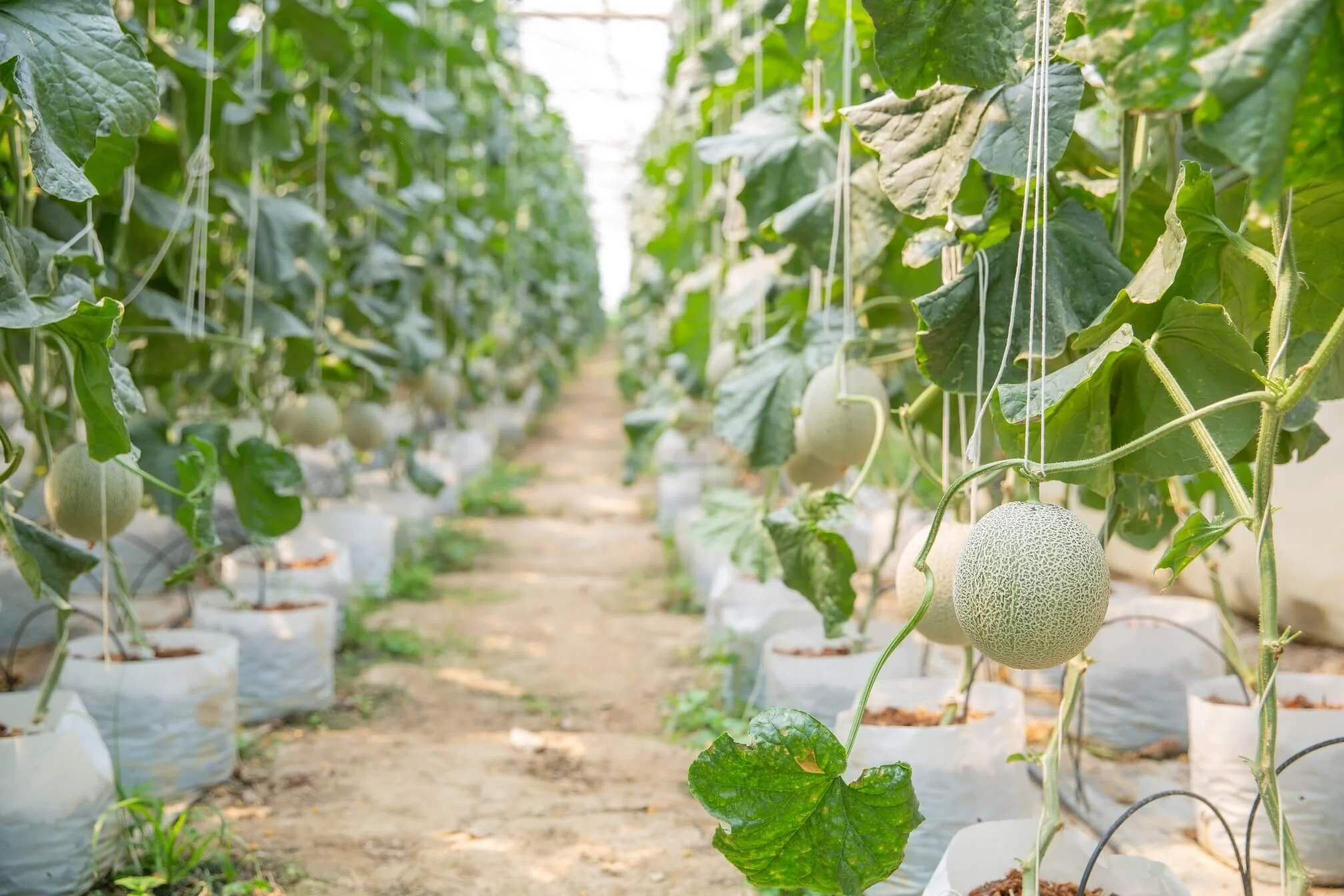 冠畯Guan Jun-有機肥料-Taiwan Natural Herbal Pesticides.jpg