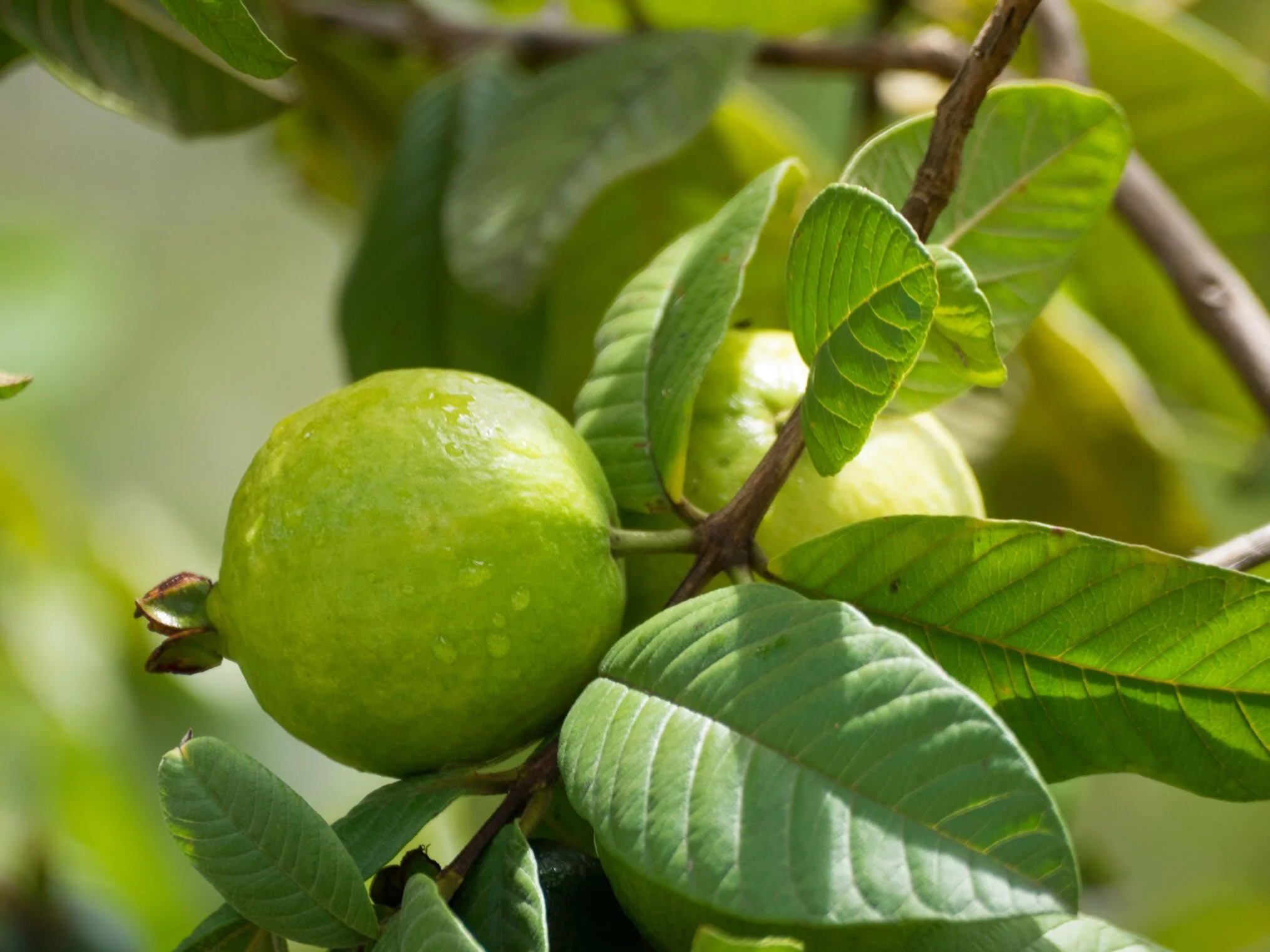 guava-tropical-fruit-1105067-44%.jpg