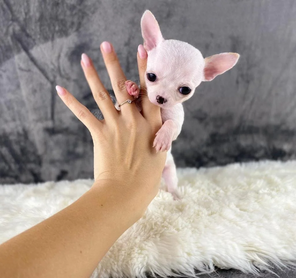mini chiwawa pups
