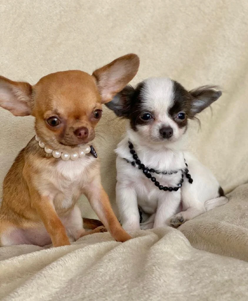 Mini Chihuahua For Sale Our Advices Mini Chihuahua