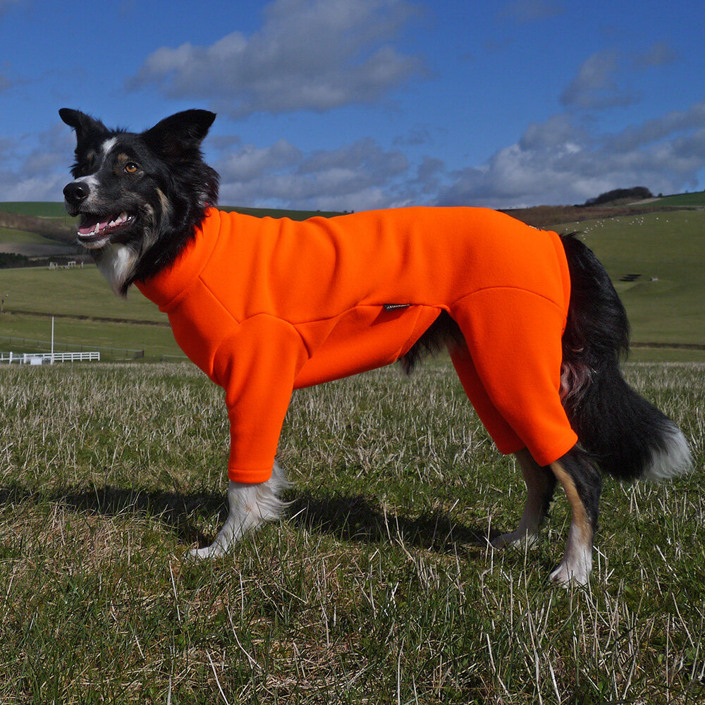 awesome dog apparel brands you need in your life this autumn. — HundEnergy™