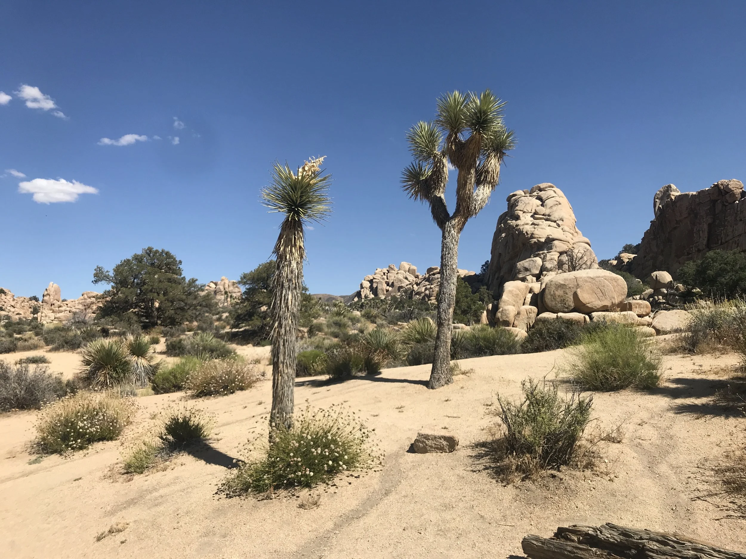 tree.JPG