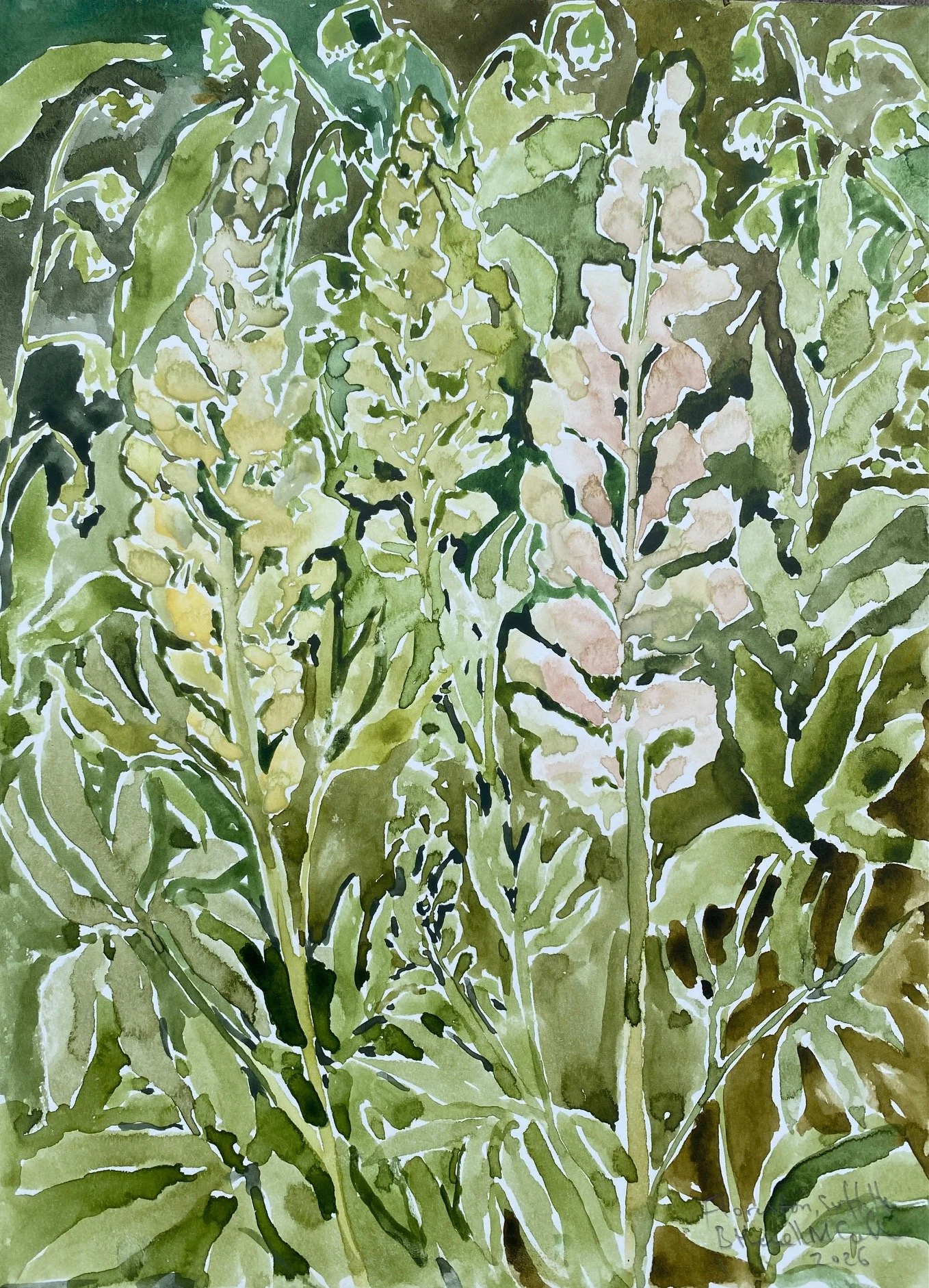 Beatrice Hasell-McCosh 
Lupins 
2026 
watercolour on paper 
23 x 30.5cm 
£680 framed
