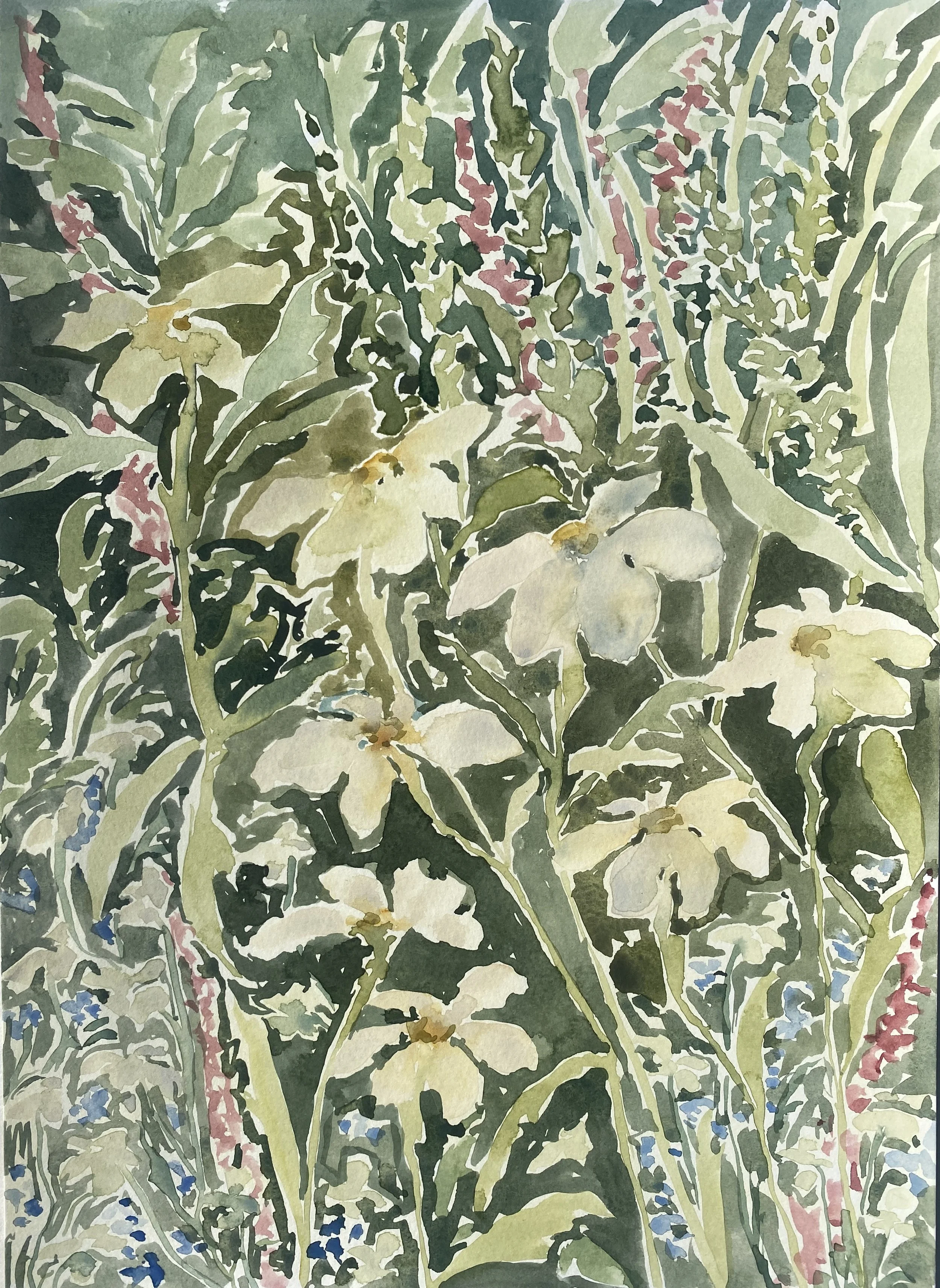 Daisies, 2025, watercolour on paper, 25 x 35.5cm,unframed.jpg