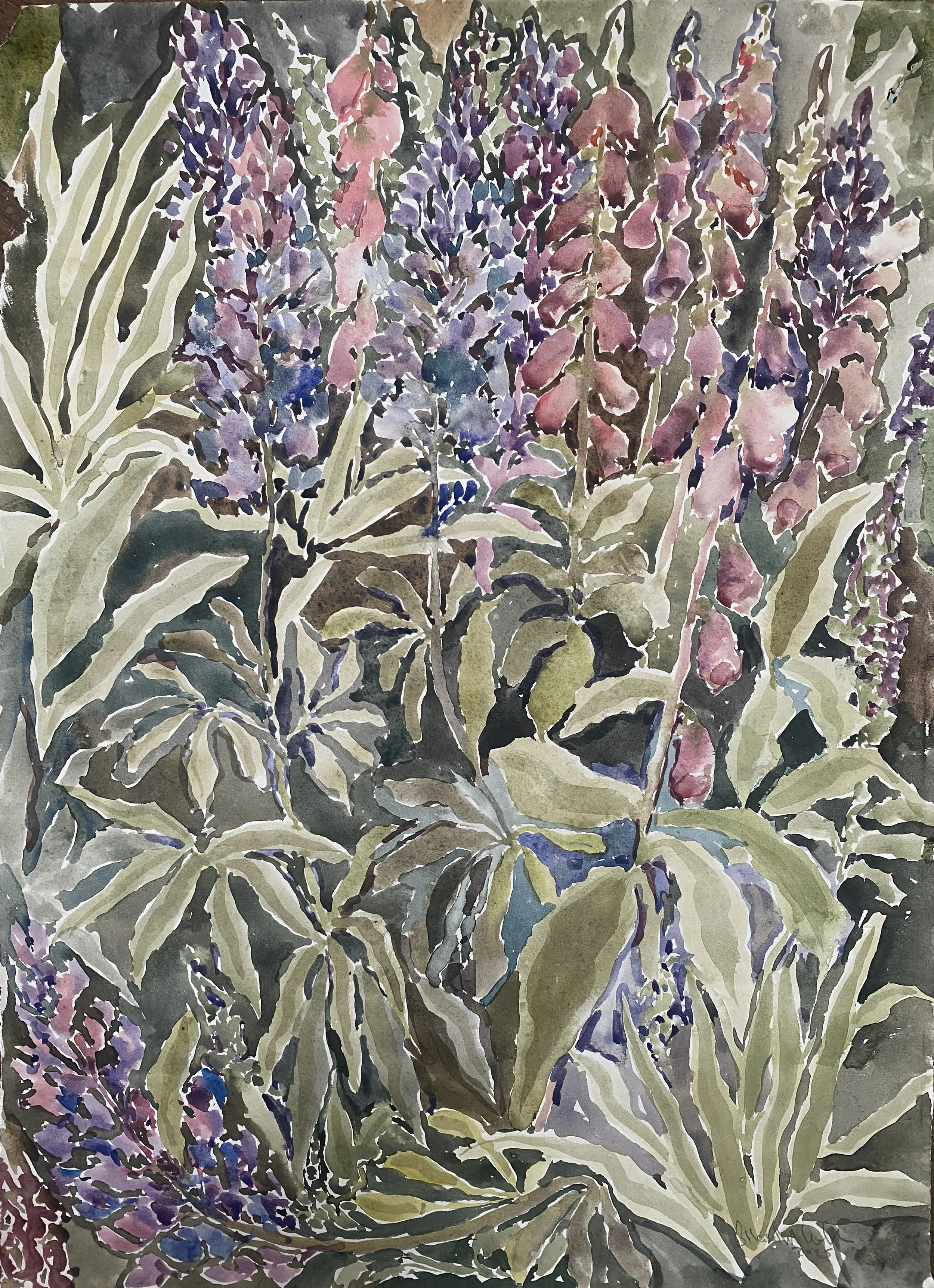 Lupins, 2025, watercolour on paper, 56 x 41cm,unframed.jpg