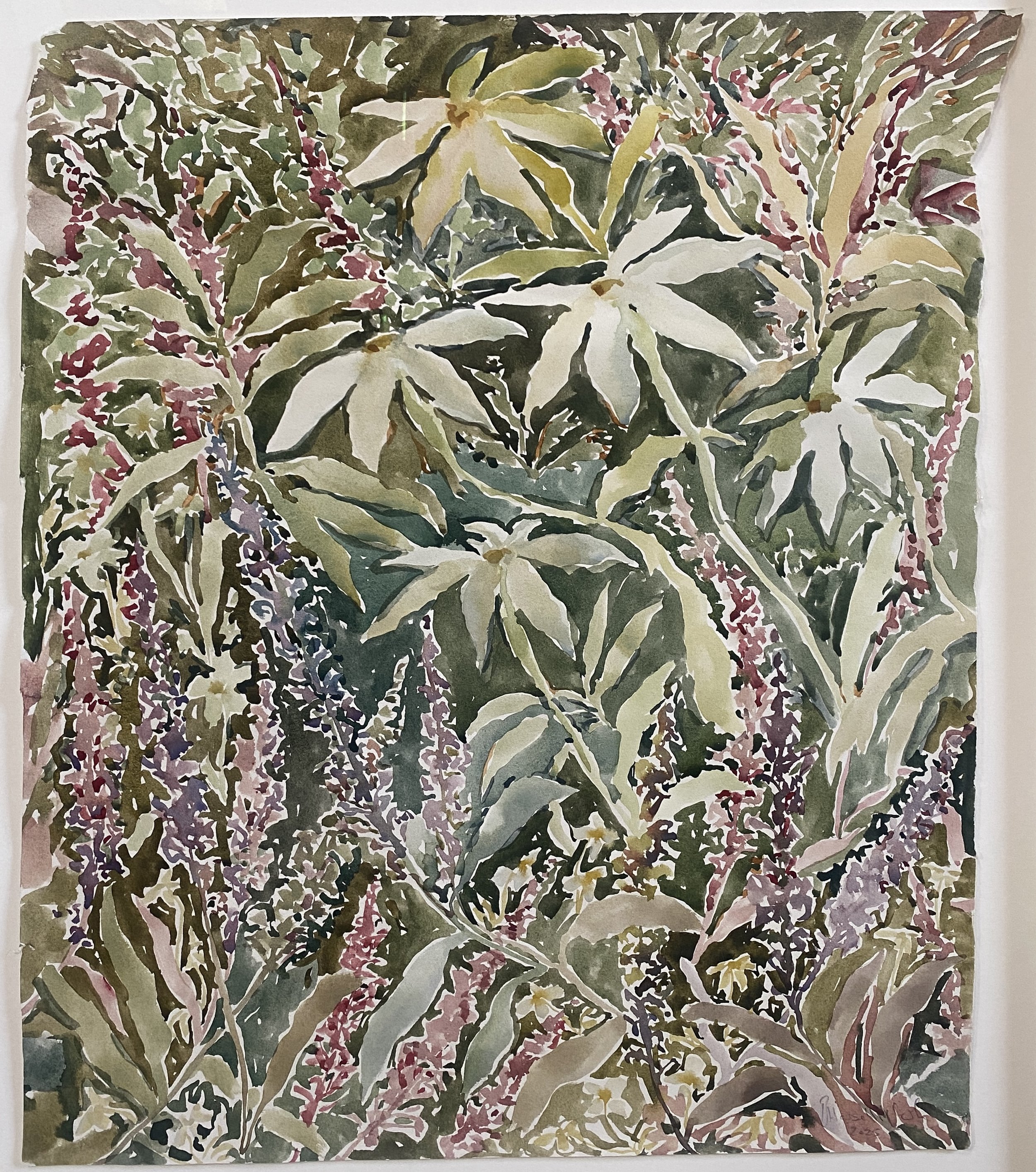 Dhalia, 2025, watercolour on paper, 48 x56cm (framed 58 x67cm).JPG