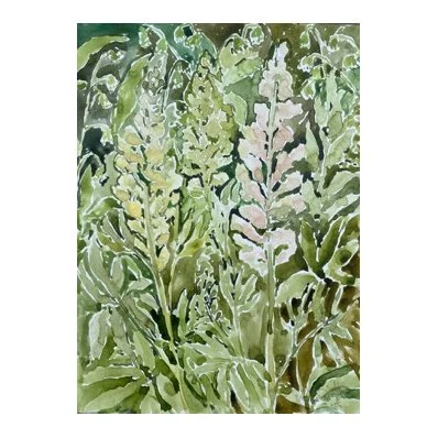 Beatrice Hasell-McCosh - Lupins