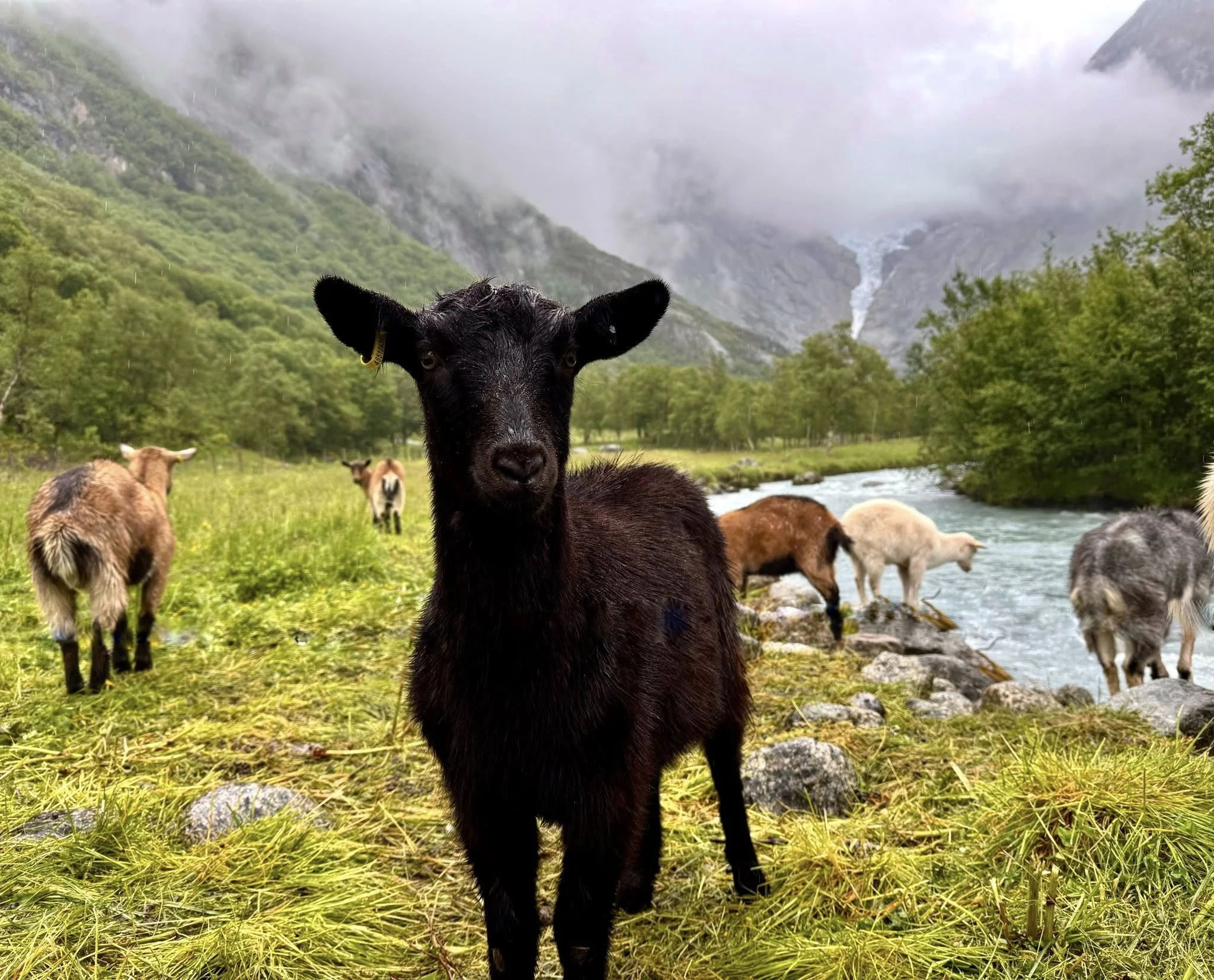 在布里克斯達爾放生山羊