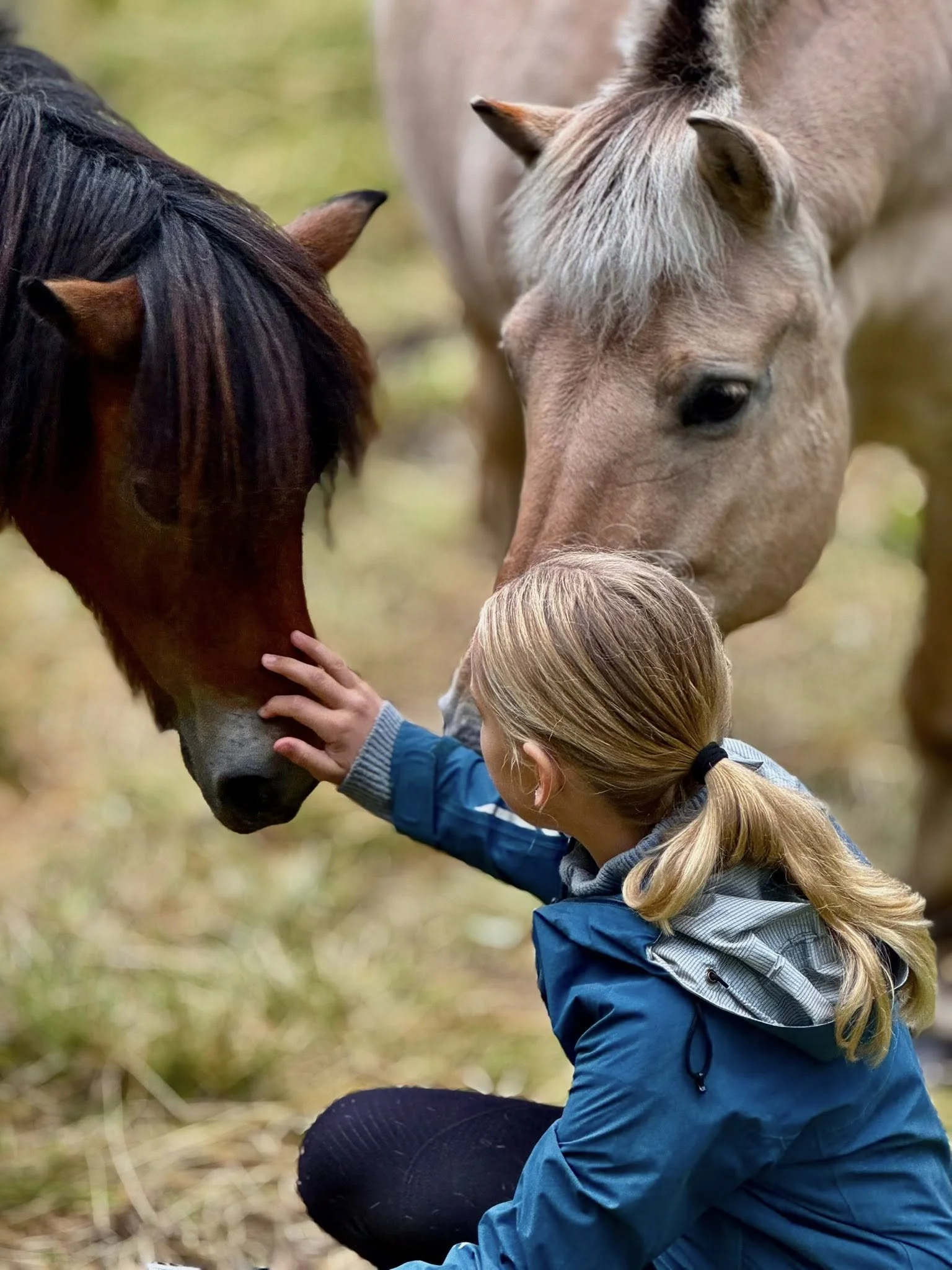 在前往布里克斯達爾斯布林 (Briksdalsbreen) 的克萊瓦內 (Kleivane) 與動物們相遇。