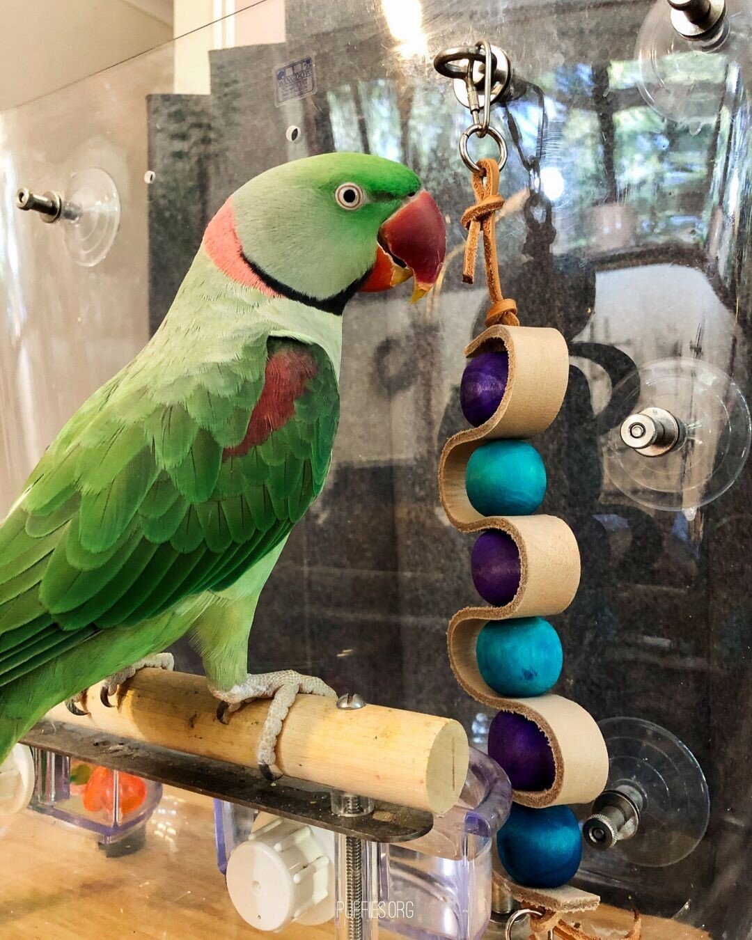 Hey look! I got a new toy to destroy today! 🤪💚⠀
⠀
#alexandrineparrot #psittaculaeupatria #petsofinstagram #bird #parrot #littlegreenfeathers #cute #green #pet #feathers