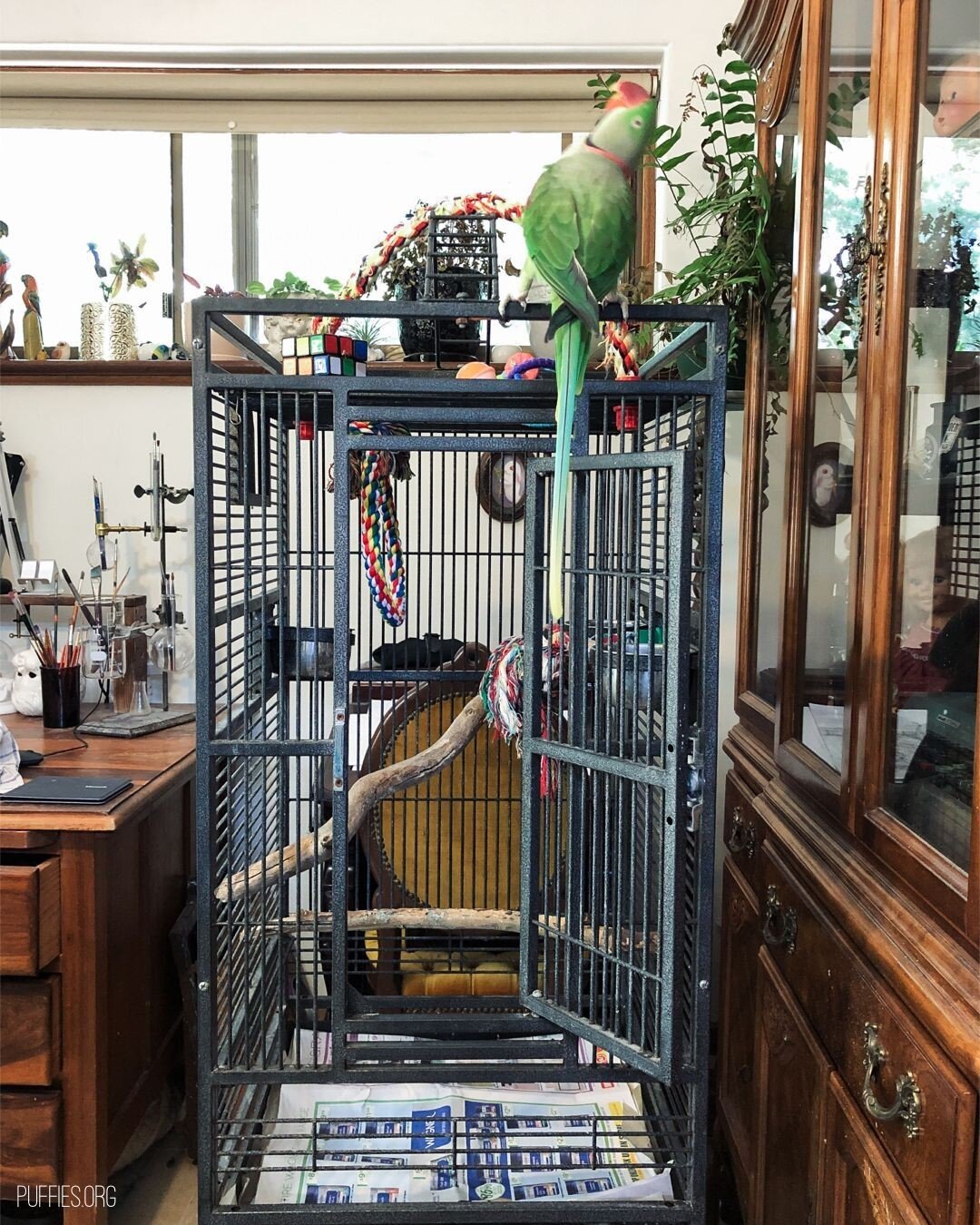 Good morning dances are my favourite way to start the day! What&rsquo;s yours? 💚⠀
⠀
Note: This is Zazu&rsquo;s sleeping cage. He has 2 cages, the other being much larger. A parrot his size cannot be kept in a cage this size full-time.⠀
⠀
#alexandrin