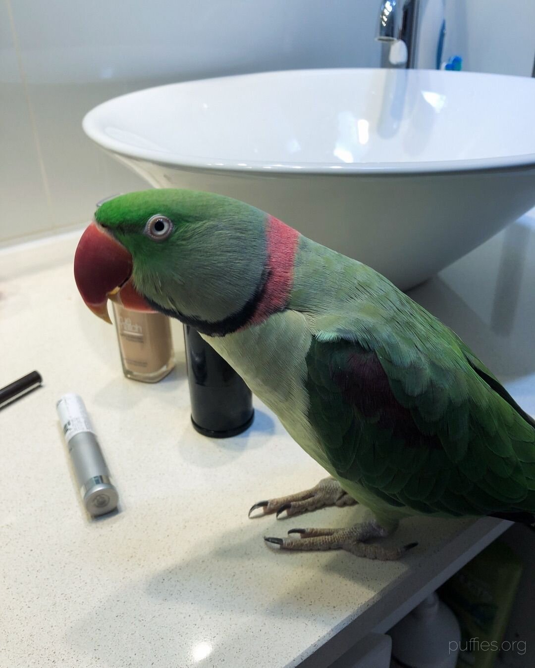 I help mom get ready for the world every day! 🦜

#alexandrineparrot #psittaculaeupatria #petsofinstagram #bird #parrot #littlegreenfeathers #cute #green #pet #feathers
