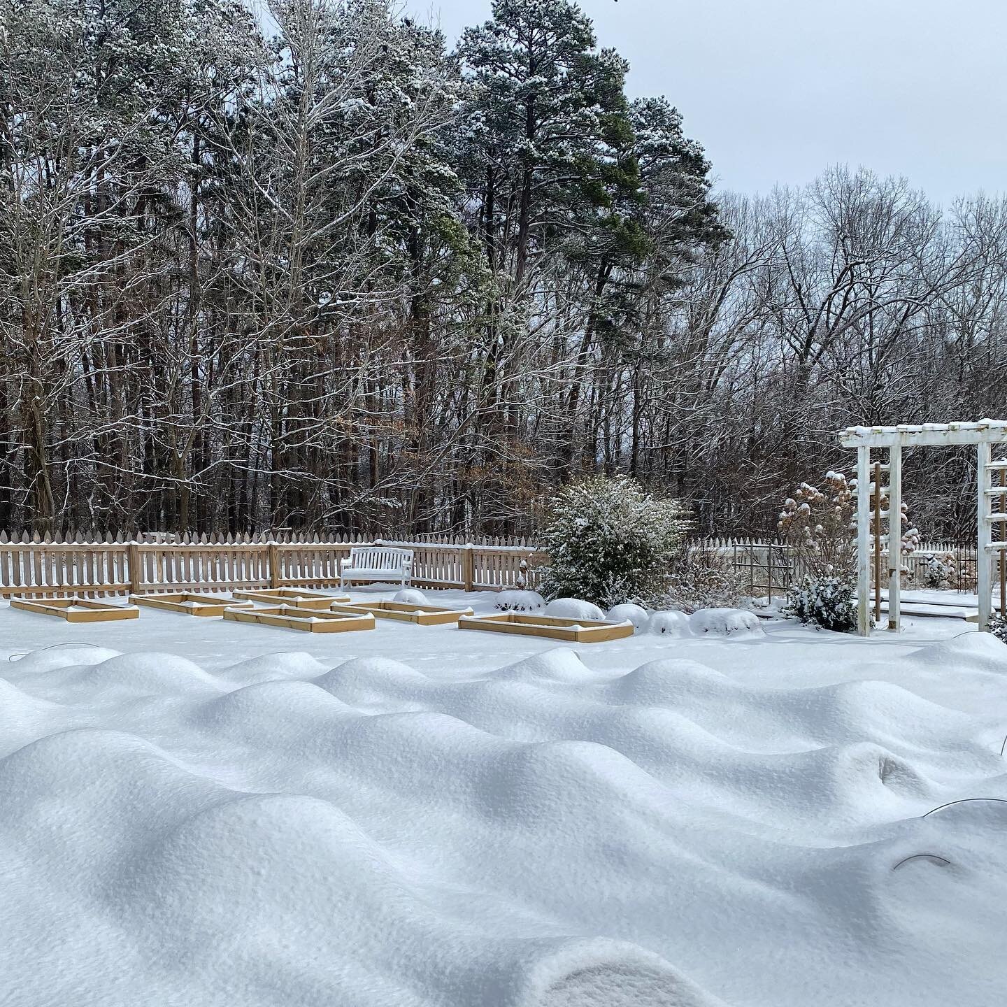 Snowy garden.