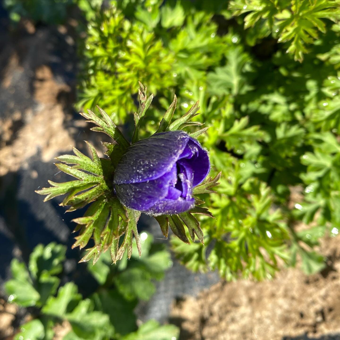 First anemone. Be still my heart, spring is on its way!