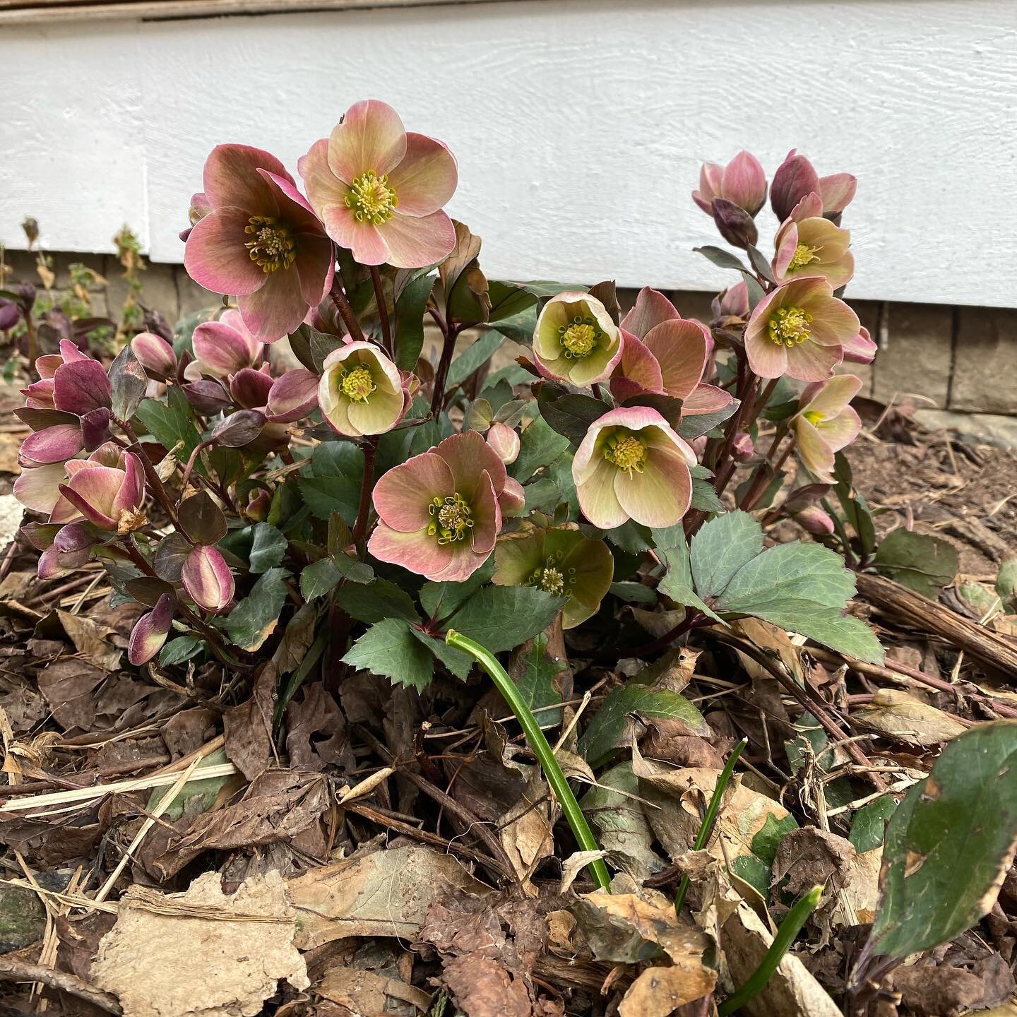 Shorties, but I still love them. #hellebores