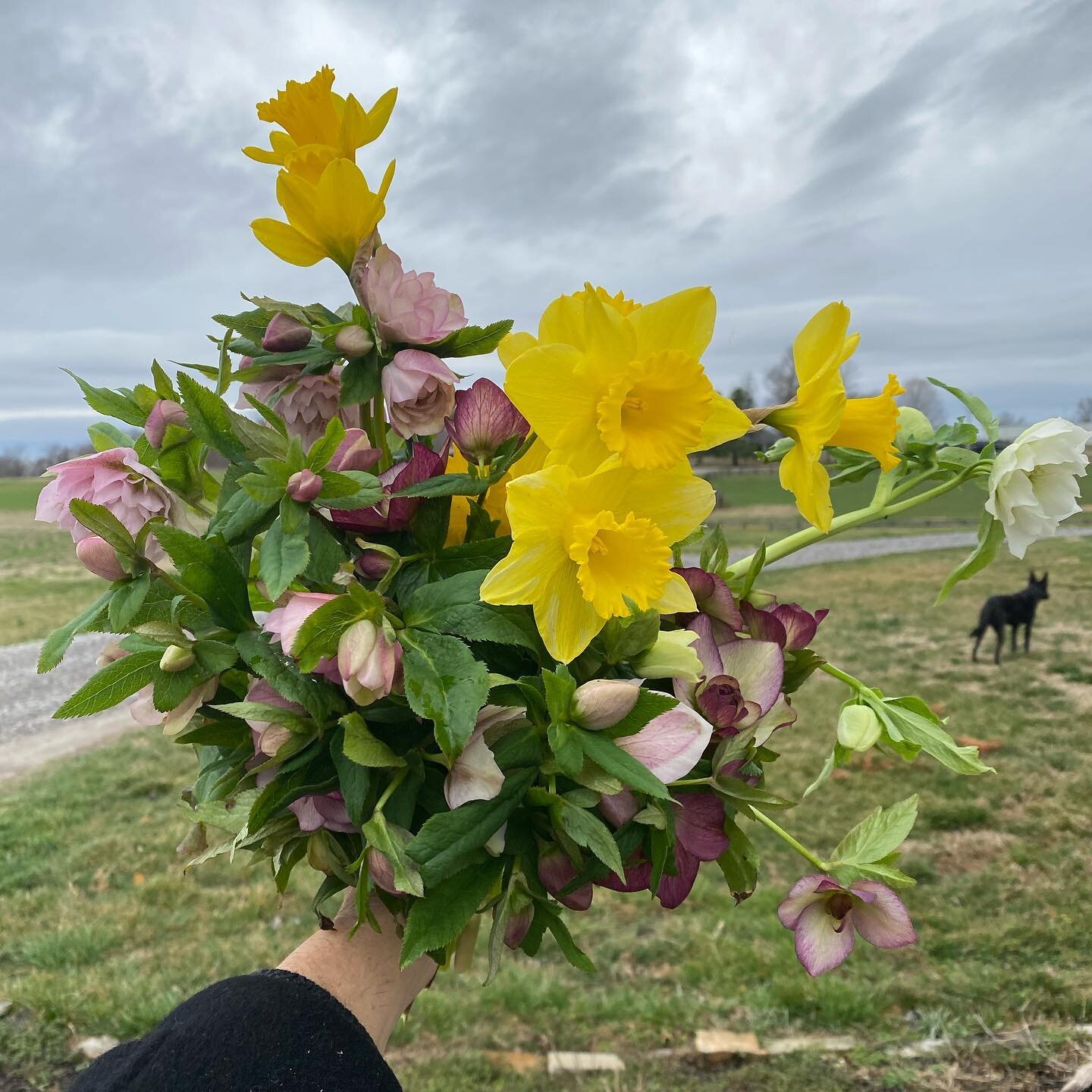 First bouquet of 2021! I don&rsquo;t have a whole lot coming in yet, but it won&rsquo;t be long! #marchflowers #springflowers #localflowers #daffodils #hellabores #link