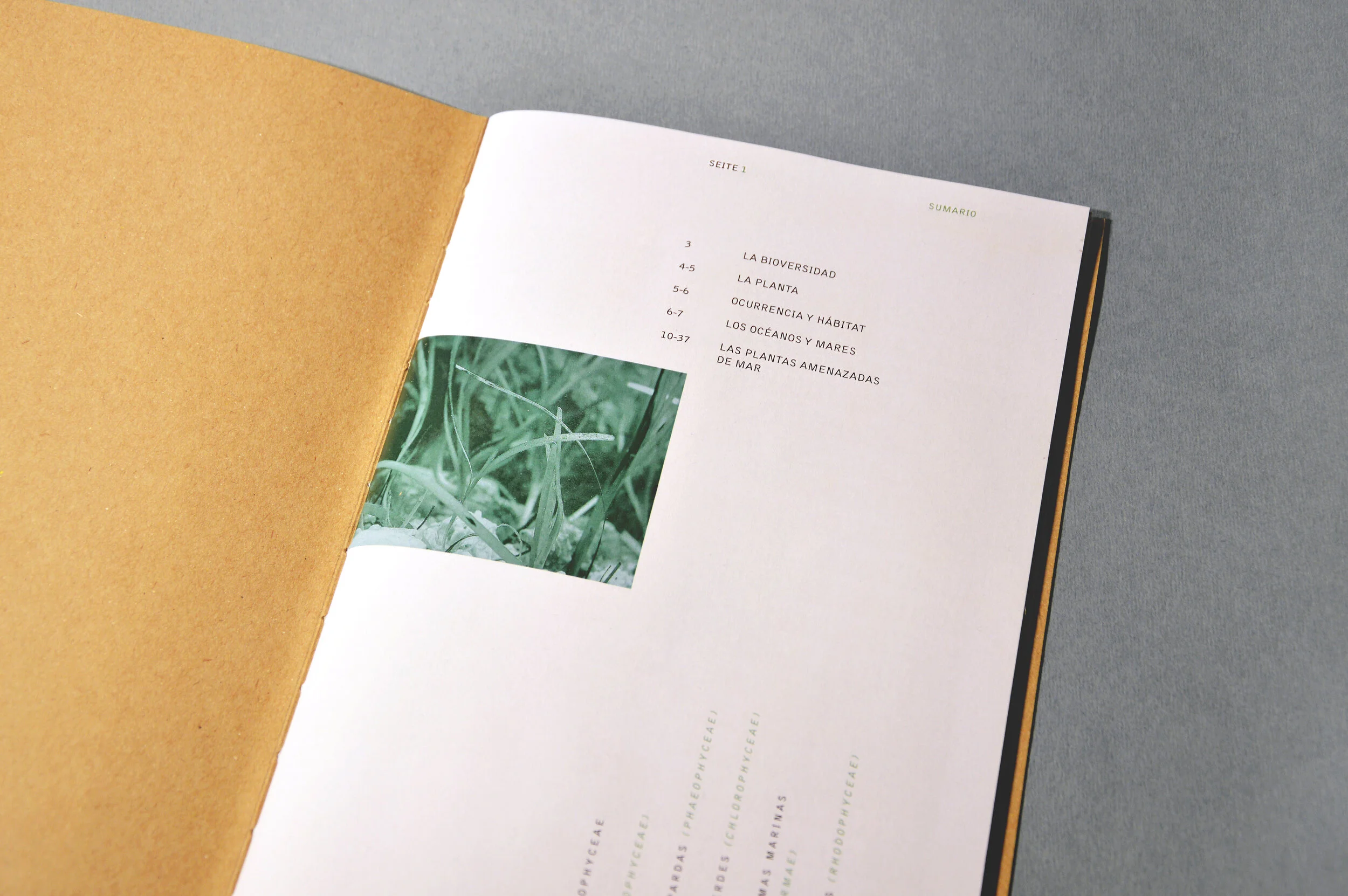 las_plantas_inhaltsverzeichnis.jpg