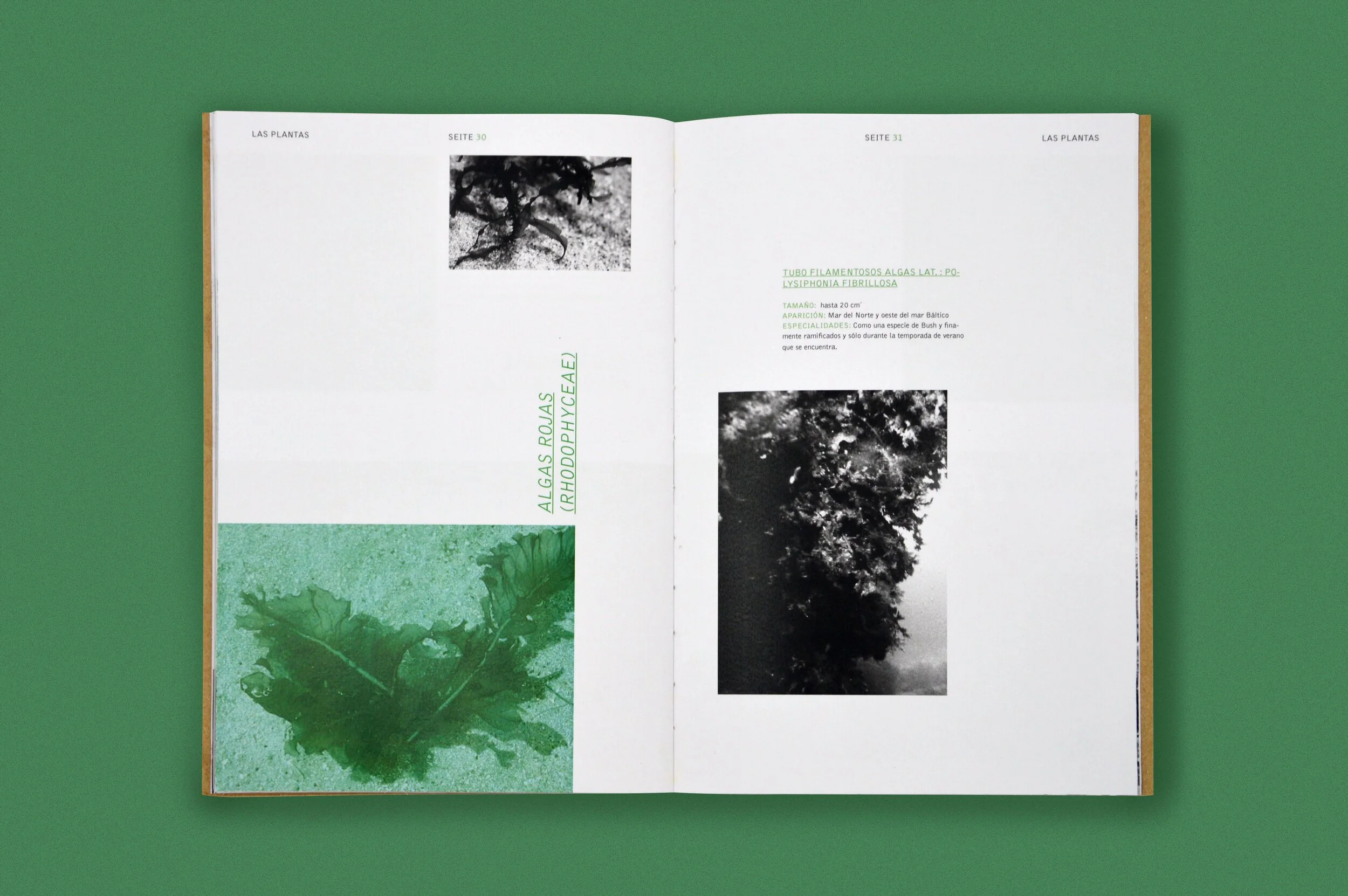 las_plantas_marinas_01.jpg