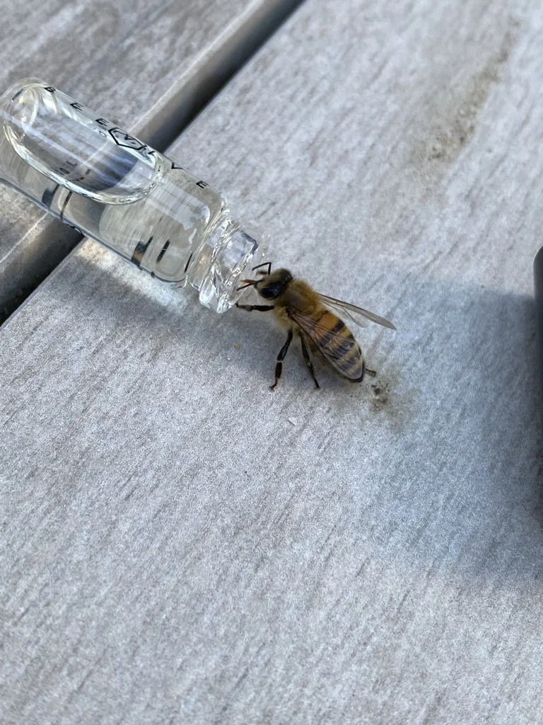 Introducing wildlife into the garden