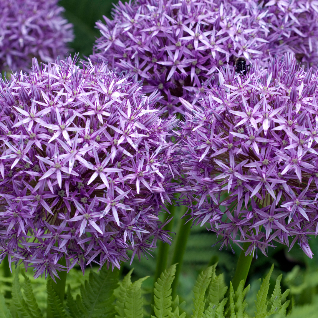 My top 10 plants for all seasons